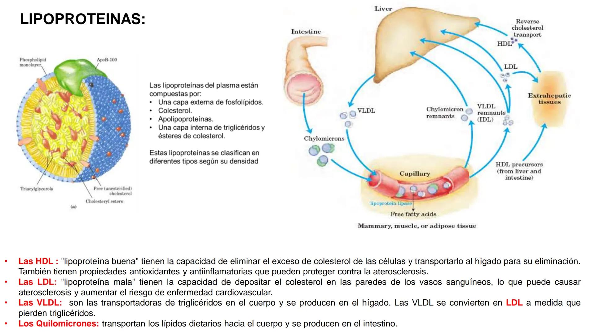 UNIVERSIDAD ANDRÉS BELLO
Facultad de Ciencias de la Vida
Departamento de Ciencias Biológicas
Curso: Bioquímica / BIOL166
PPT Reforzamiento
E