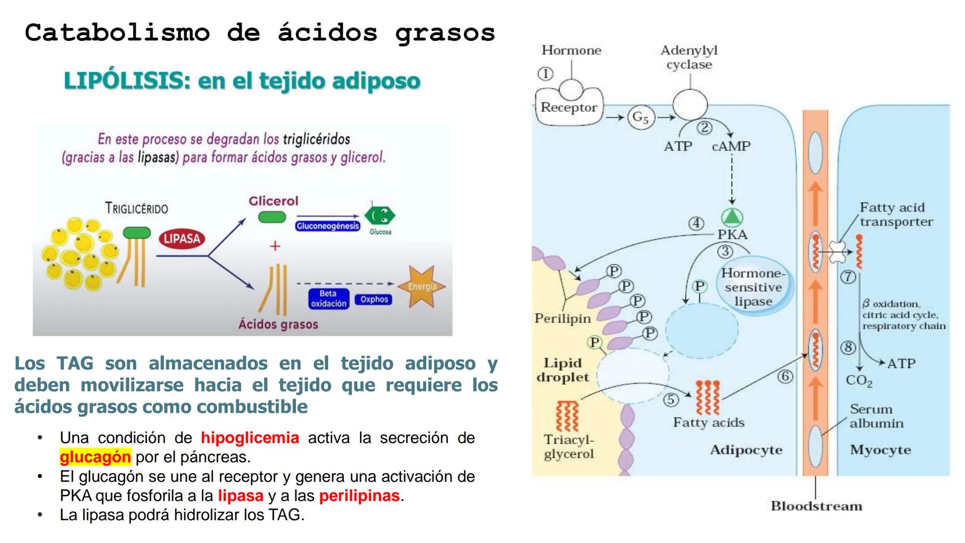 UNIVERSIDAD ANDRÉS BELLO
Facultad de Ciencias de la Vida
Departamento de Ciencias Biológicas
Curso: Bioquímica / BIOL166
PPT Reforzamiento
E