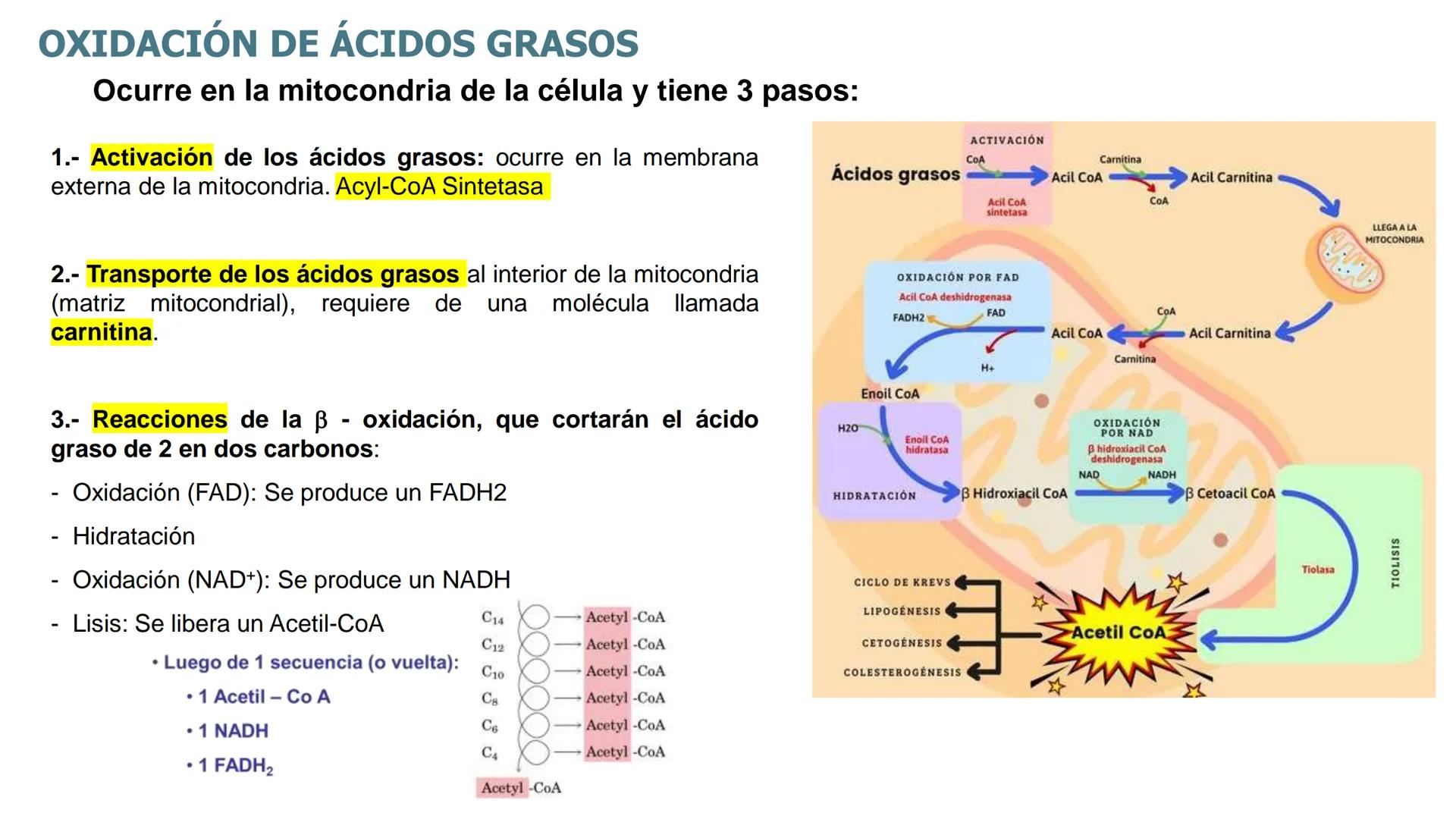 UNIVERSIDAD ANDRÉS BELLO
Facultad de Ciencias de la Vida
Departamento de Ciencias Biológicas
Curso: Bioquímica / BIOL166
PPT Reforzamiento
E