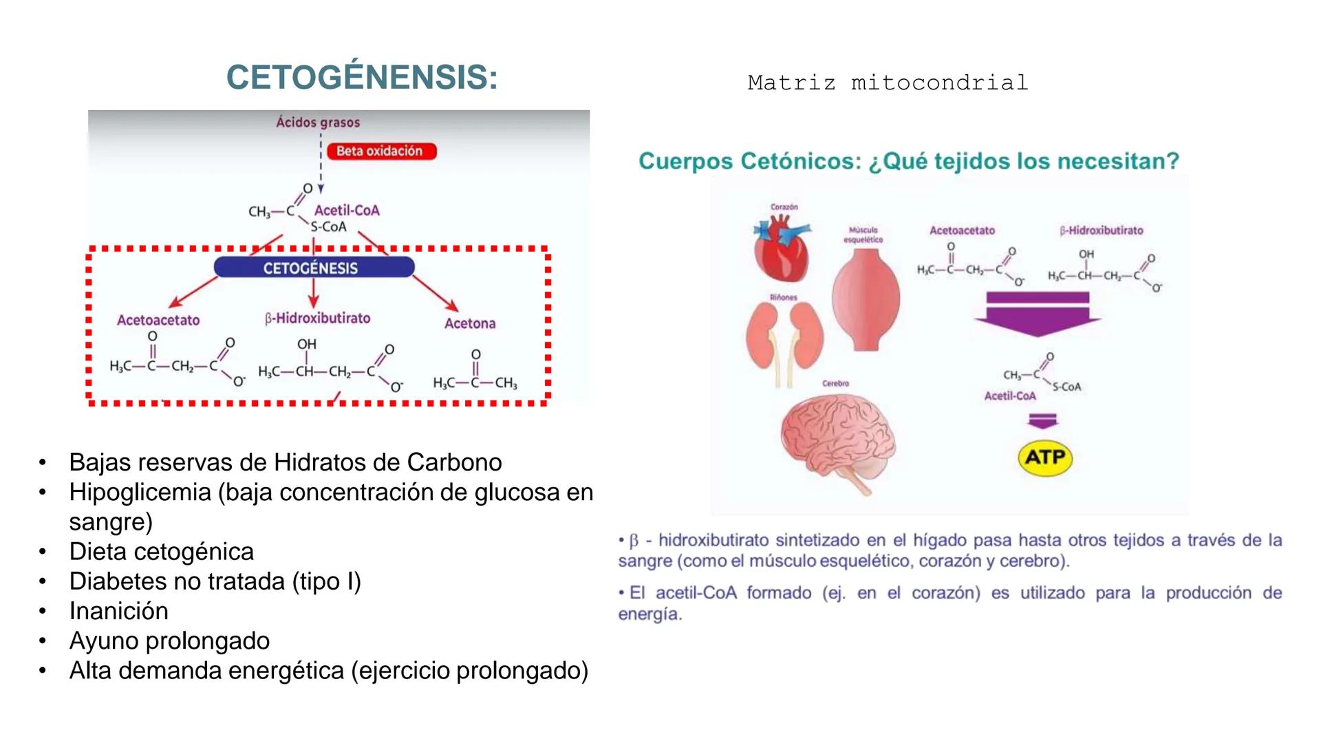 UNIVERSIDAD ANDRÉS BELLO
Facultad de Ciencias de la Vida
Departamento de Ciencias Biológicas
Curso: Bioquímica / BIOL166
PPT Reforzamiento
E