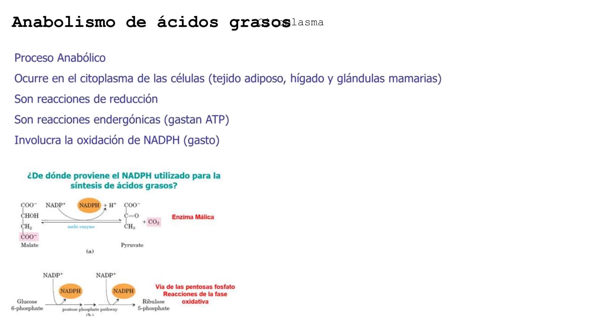 UNIVERSIDAD ANDRÉS BELLO
Facultad de Ciencias de la Vida
Departamento de Ciencias Biológicas
Curso: Bioquímica / BIOL166
PPT Reforzamiento
E