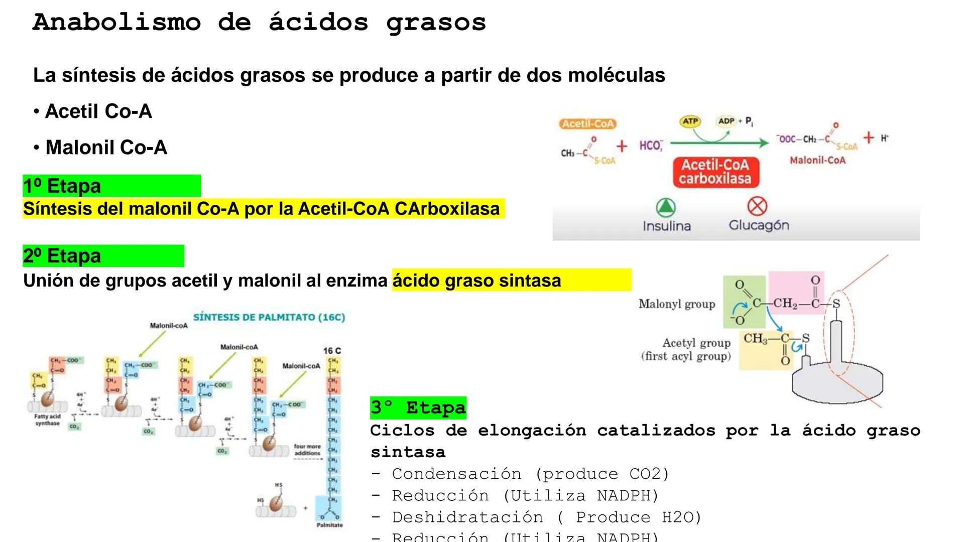 UNIVERSIDAD ANDRÉS BELLO
Facultad de Ciencias de la Vida
Departamento de Ciencias Biológicas
Curso: Bioquímica / BIOL166
PPT Reforzamiento
E