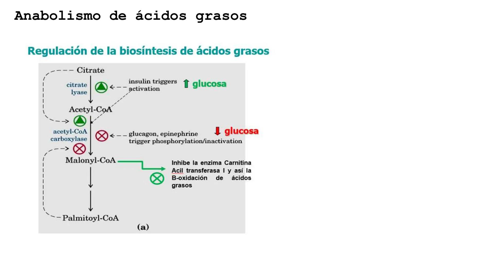 UNIVERSIDAD ANDRÉS BELLO
Facultad de Ciencias de la Vida
Departamento de Ciencias Biológicas
Curso: Bioquímica / BIOL166
PPT Reforzamiento
E