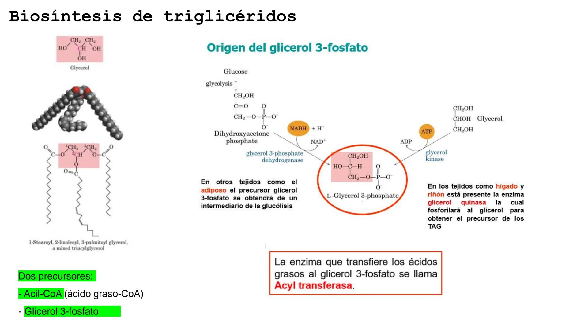 UNIVERSIDAD ANDRÉS BELLO
Facultad de Ciencias de la Vida
Departamento de Ciencias Biológicas
Curso: Bioquímica / BIOL166
PPT Reforzamiento
E