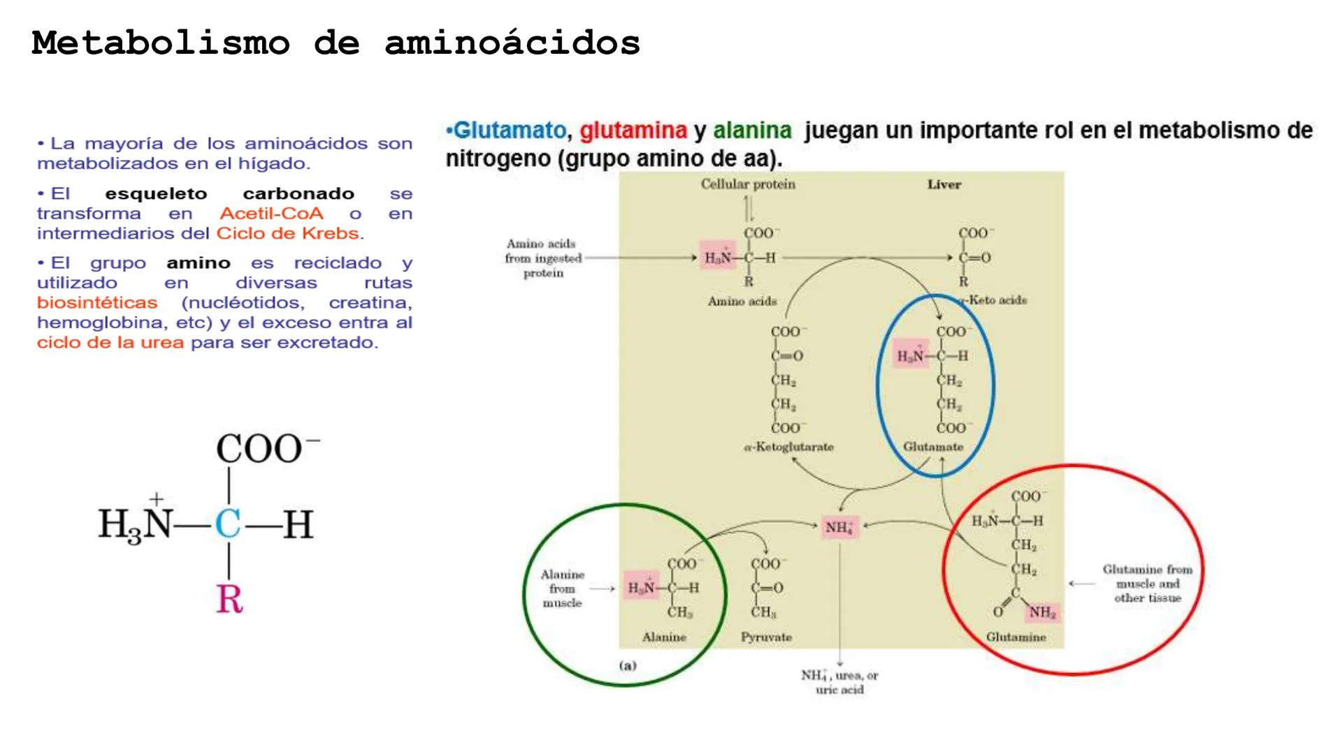 UNIVERSIDAD ANDRÉS BELLO
Facultad de Ciencias de la Vida
Departamento de Ciencias Biológicas
Curso: Bioquímica / BIOL166
PPT Reforzamiento
E