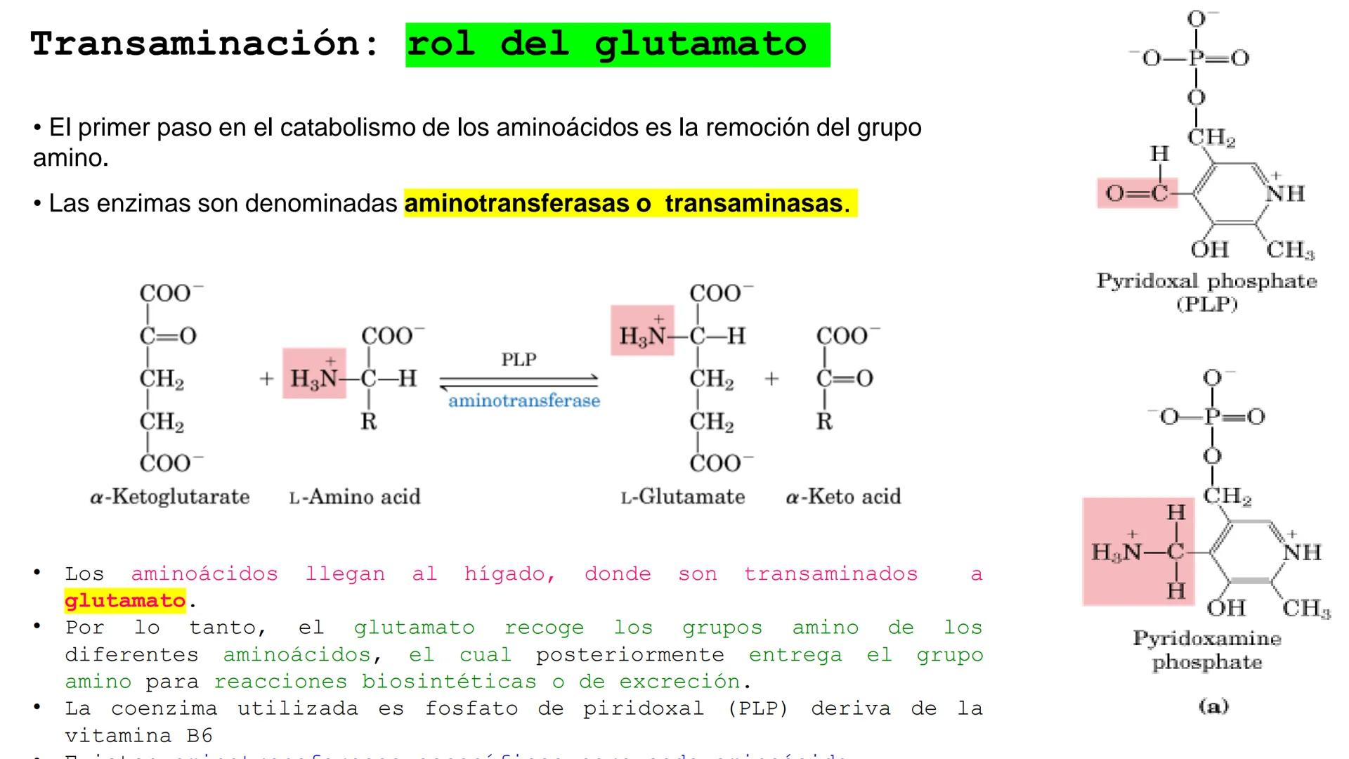 UNIVERSIDAD ANDRÉS BELLO
Facultad de Ciencias de la Vida
Departamento de Ciencias Biológicas
Curso: Bioquímica / BIOL166
PPT Reforzamiento
E