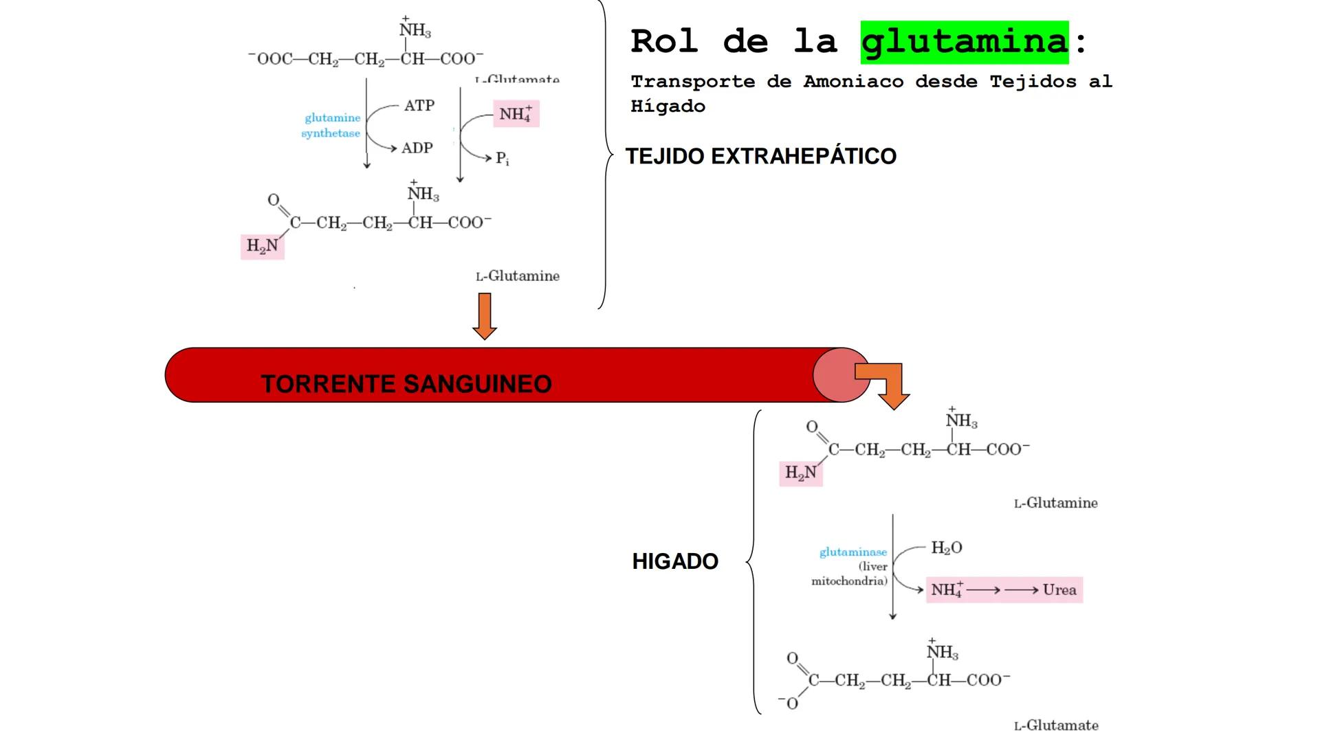 UNIVERSIDAD ANDRÉS BELLO
Facultad de Ciencias de la Vida
Departamento de Ciencias Biológicas
Curso: Bioquímica / BIOL166
PPT Reforzamiento
E