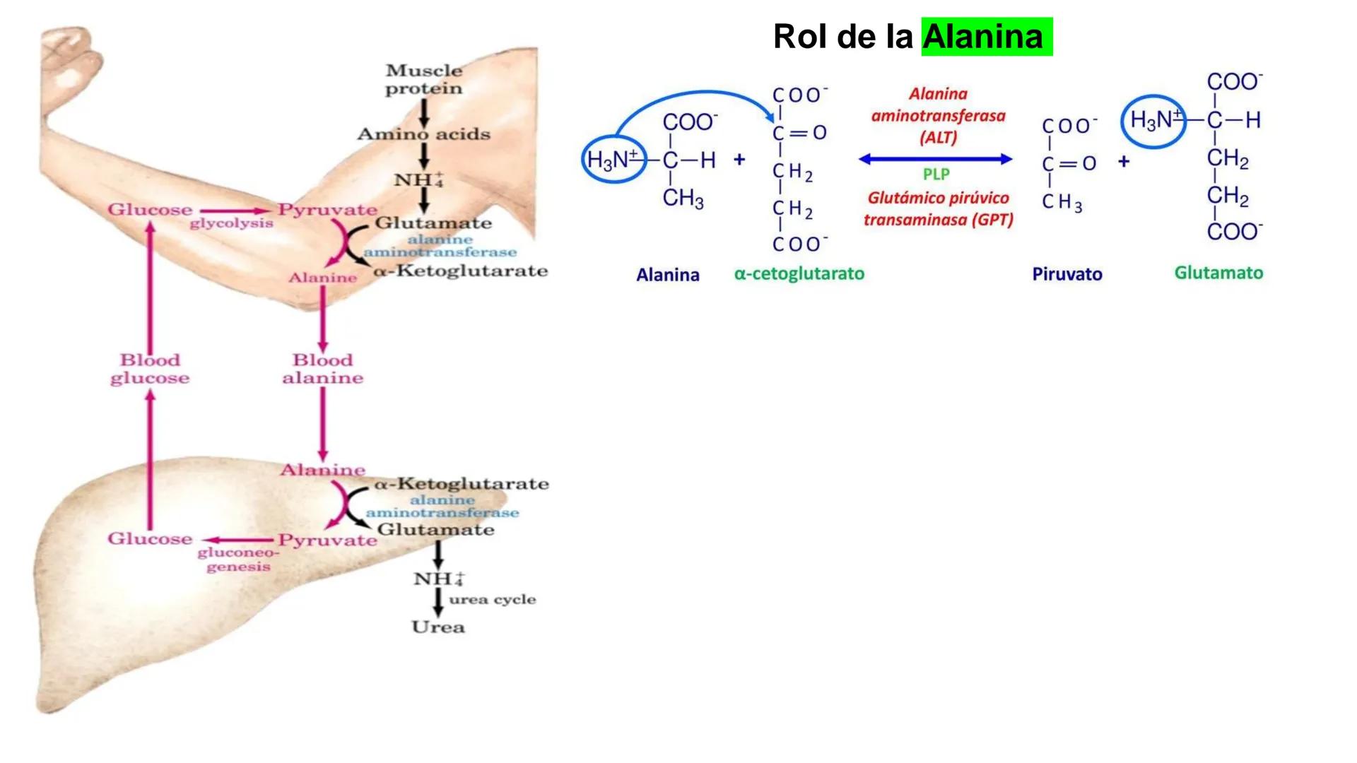UNIVERSIDAD ANDRÉS BELLO
Facultad de Ciencias de la Vida
Departamento de Ciencias Biológicas
Curso: Bioquímica / BIOL166
PPT Reforzamiento
E