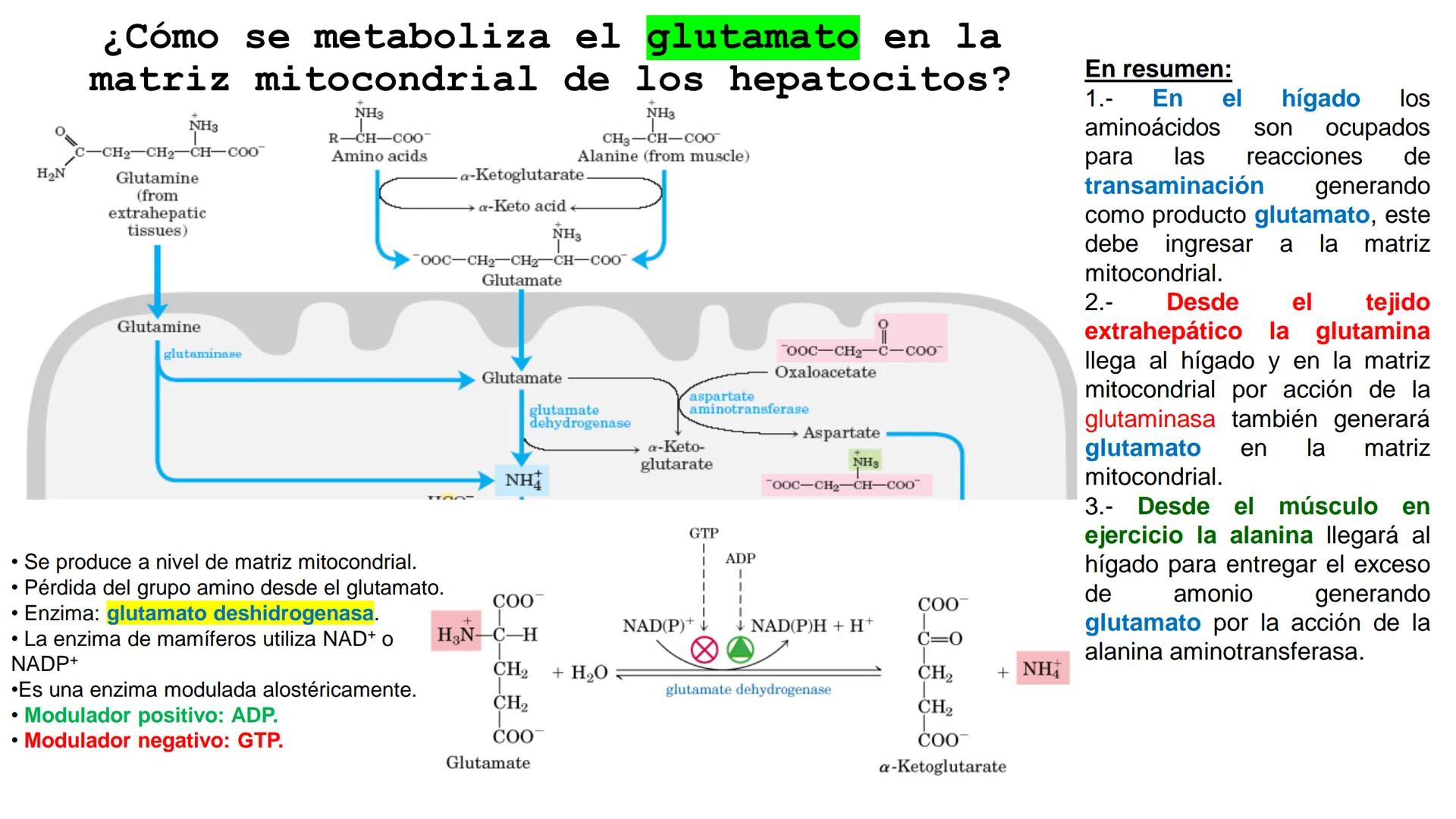 UNIVERSIDAD ANDRÉS BELLO
Facultad de Ciencias de la Vida
Departamento de Ciencias Biológicas
Curso: Bioquímica / BIOL166
PPT Reforzamiento
E
