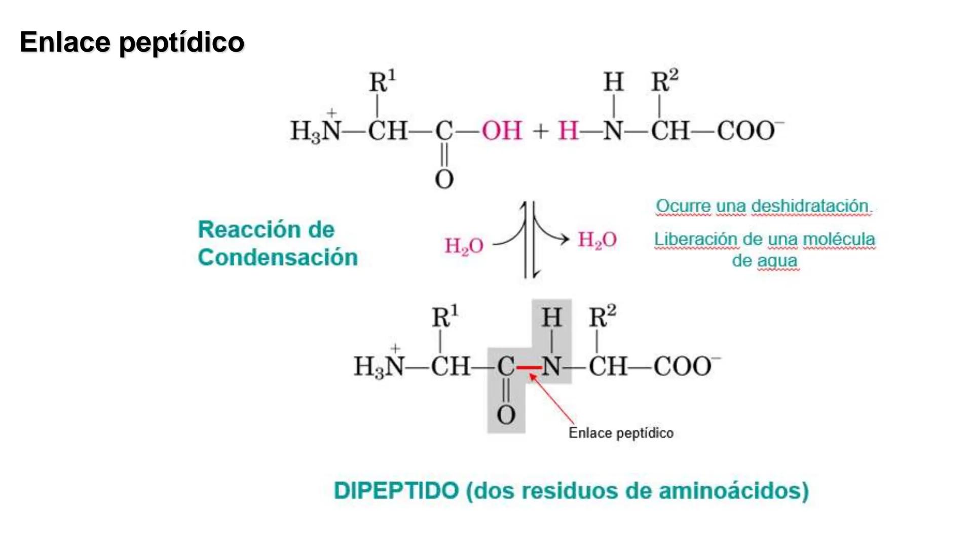 UNIVERSIDAD ANDRÉS BELLO
Facultad de Ciencias de la Vida
Departamento de Ciencias Biológicas
Curso: Bioquímica / BIOL166
PPT Reforzamiento
E