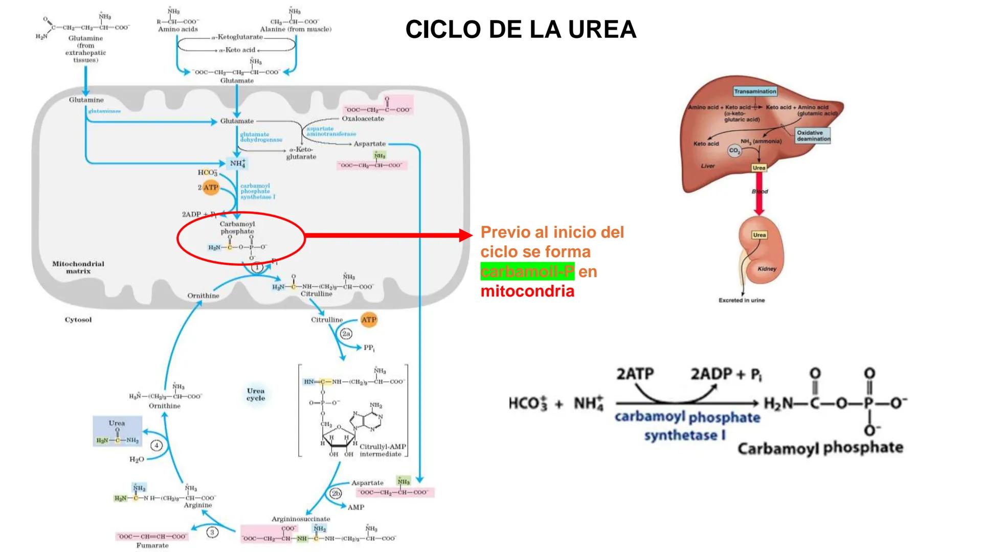UNIVERSIDAD ANDRÉS BELLO
Facultad de Ciencias de la Vida
Departamento de Ciencias Biológicas
Curso: Bioquímica / BIOL166
PPT Reforzamiento
E
