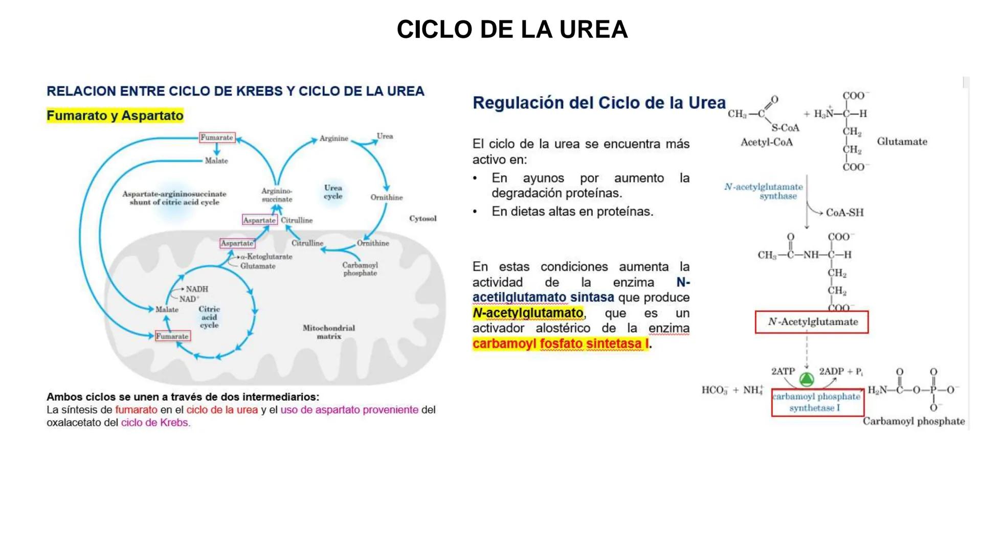 UNIVERSIDAD ANDRÉS BELLO
Facultad de Ciencias de la Vida
Departamento de Ciencias Biológicas
Curso: Bioquímica / BIOL166
PPT Reforzamiento
E