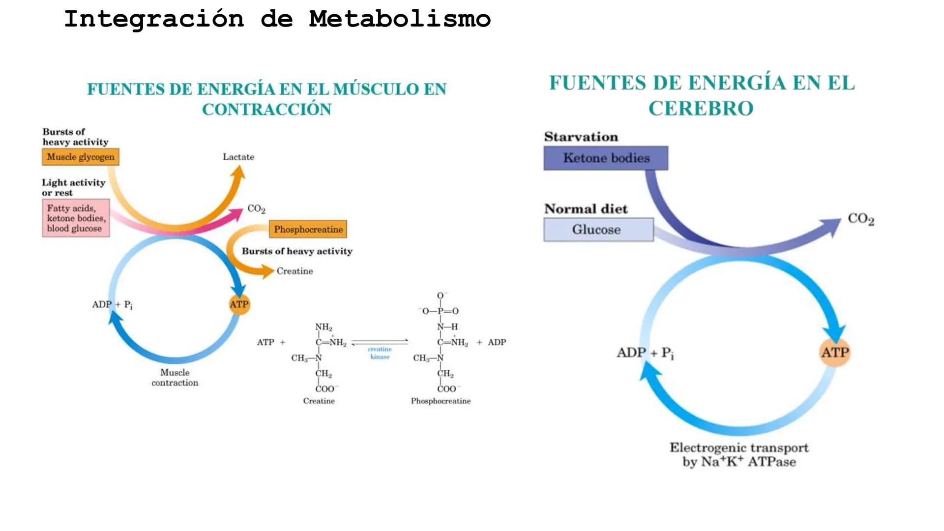 UNIVERSIDAD ANDRÉS BELLO
Facultad de Ciencias de la Vida
Departamento de Ciencias Biológicas
Curso: Bioquímica / BIOL166
PPT Reforzamiento
E