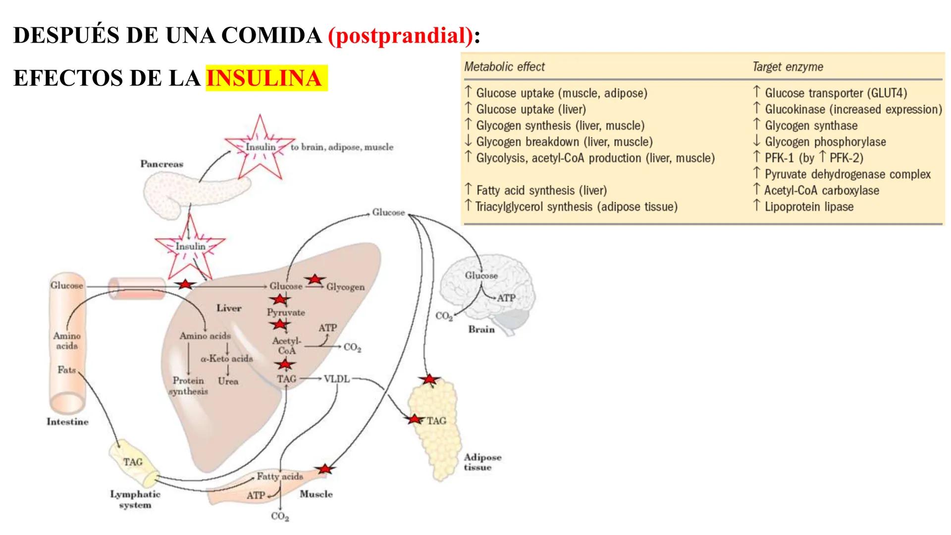 UNIVERSIDAD ANDRÉS BELLO
Facultad de Ciencias de la Vida
Departamento de Ciencias Biológicas
Curso: Bioquímica / BIOL166
PPT Reforzamiento
E