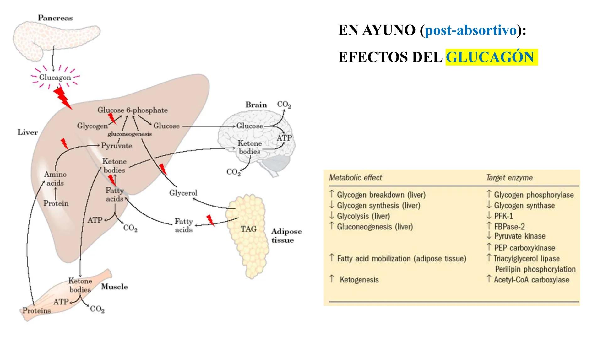 UNIVERSIDAD ANDRÉS BELLO
Facultad de Ciencias de la Vida
Departamento de Ciencias Biológicas
Curso: Bioquímica / BIOL166
PPT Reforzamiento
E