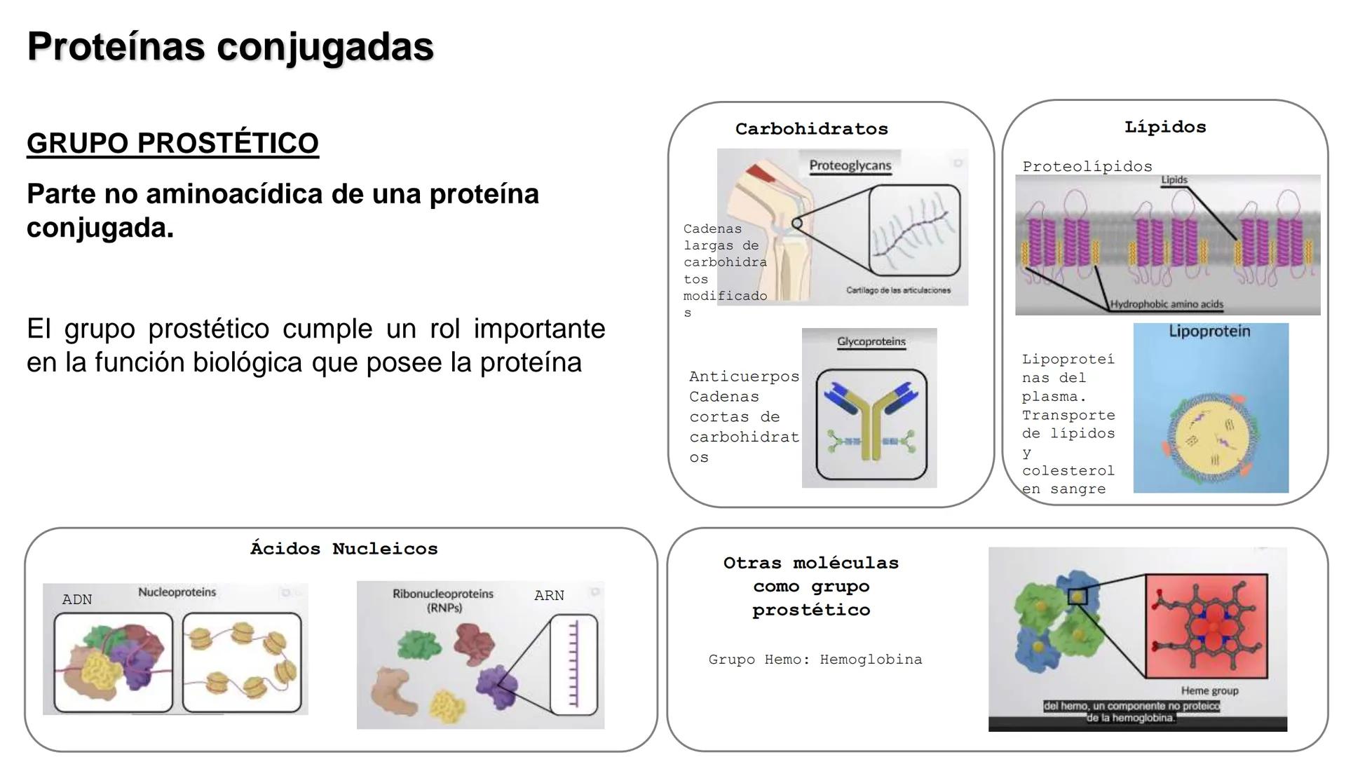UNIVERSIDAD ANDRÉS BELLO
Facultad de Ciencias de la Vida
Departamento de Ciencias Biológicas
Curso: Bioquímica / BIOL166
PPT Reforzamiento
E