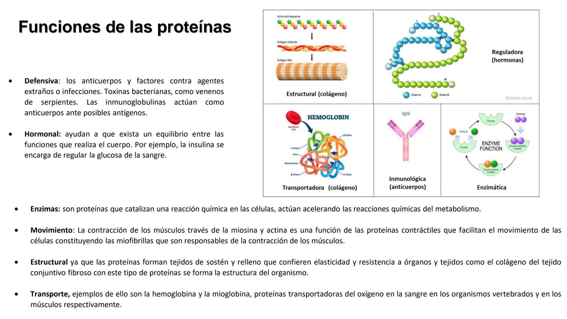 UNIVERSIDAD ANDRÉS BELLO
Facultad de Ciencias de la Vida
Departamento de Ciencias Biológicas
Curso: Bioquímica / BIOL166
PPT Reforzamiento
E