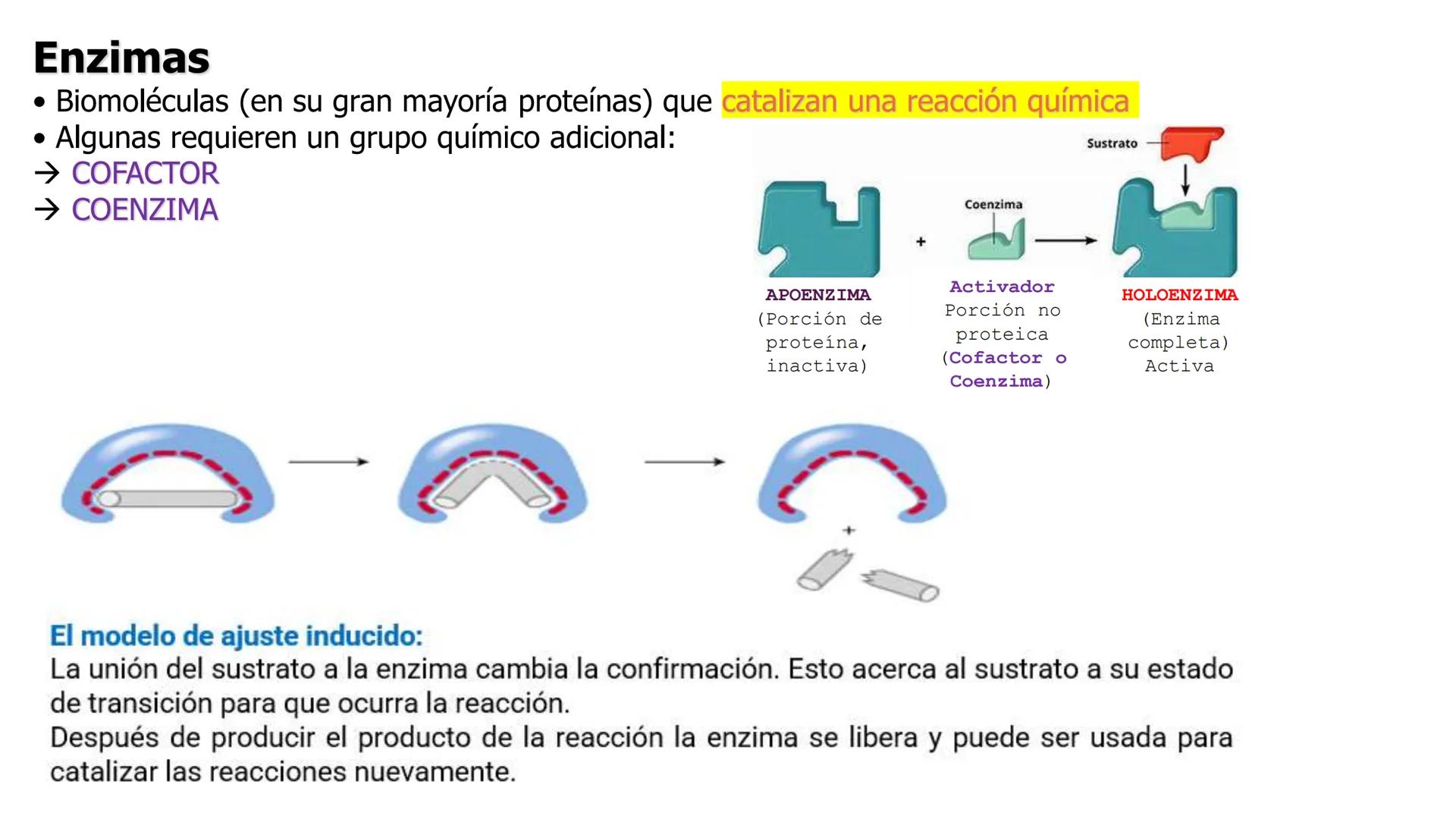 UNIVERSIDAD ANDRÉS BELLO
Facultad de Ciencias de la Vida
Departamento de Ciencias Biológicas
Curso: Bioquímica / BIOL166
PPT Reforzamiento
E