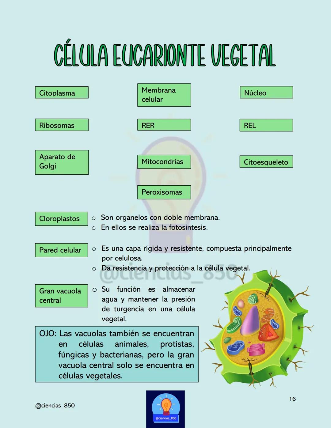 # MÉTODO

# CIENTÍFICO

@@ciencias_850

@ciencias_850

3

@ciencias_850 # DEFINICIONES IMPORTANTES

*   Hipótesis
    *   Una hipótesis es u