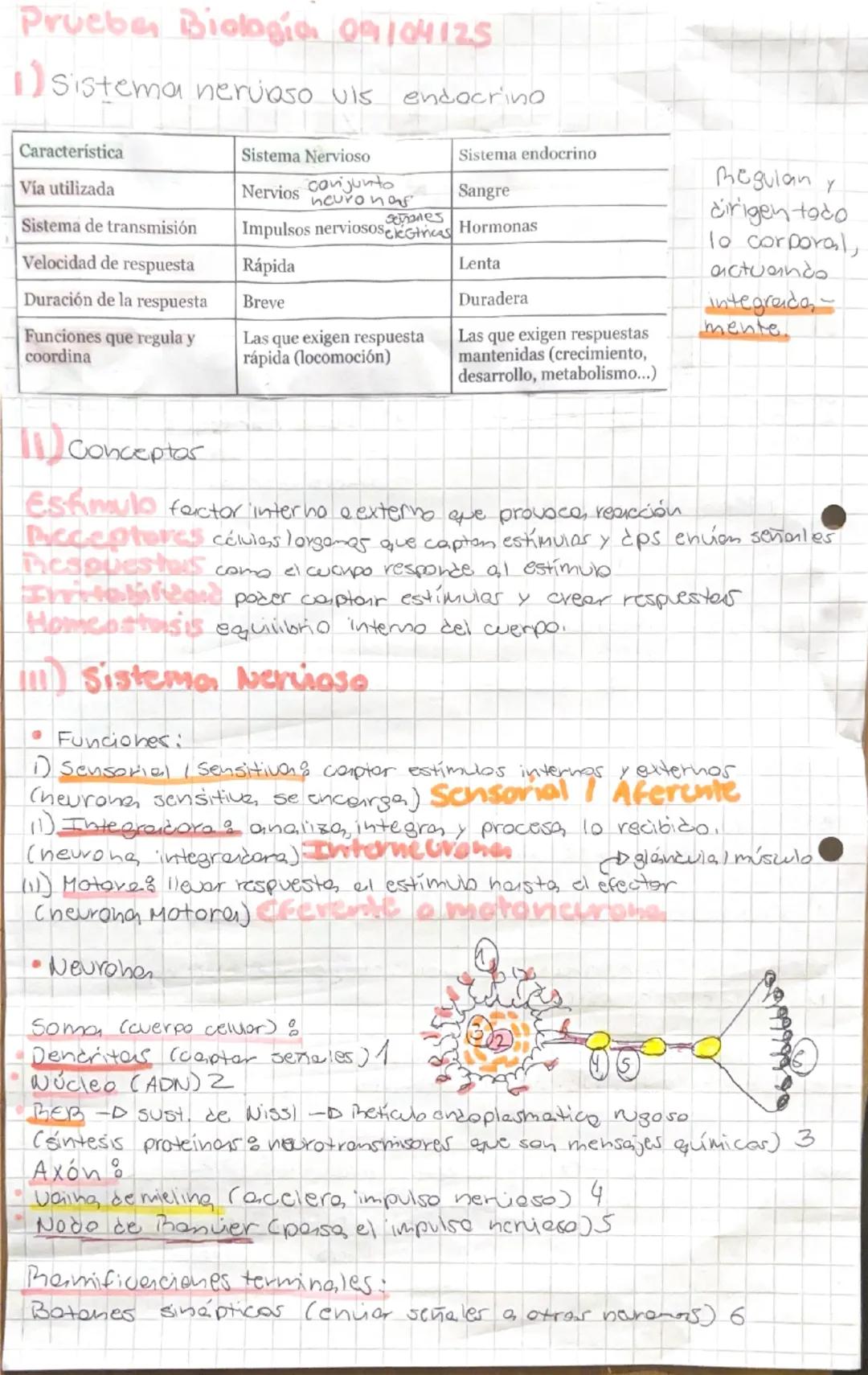 Resumen Sistema Nervioso