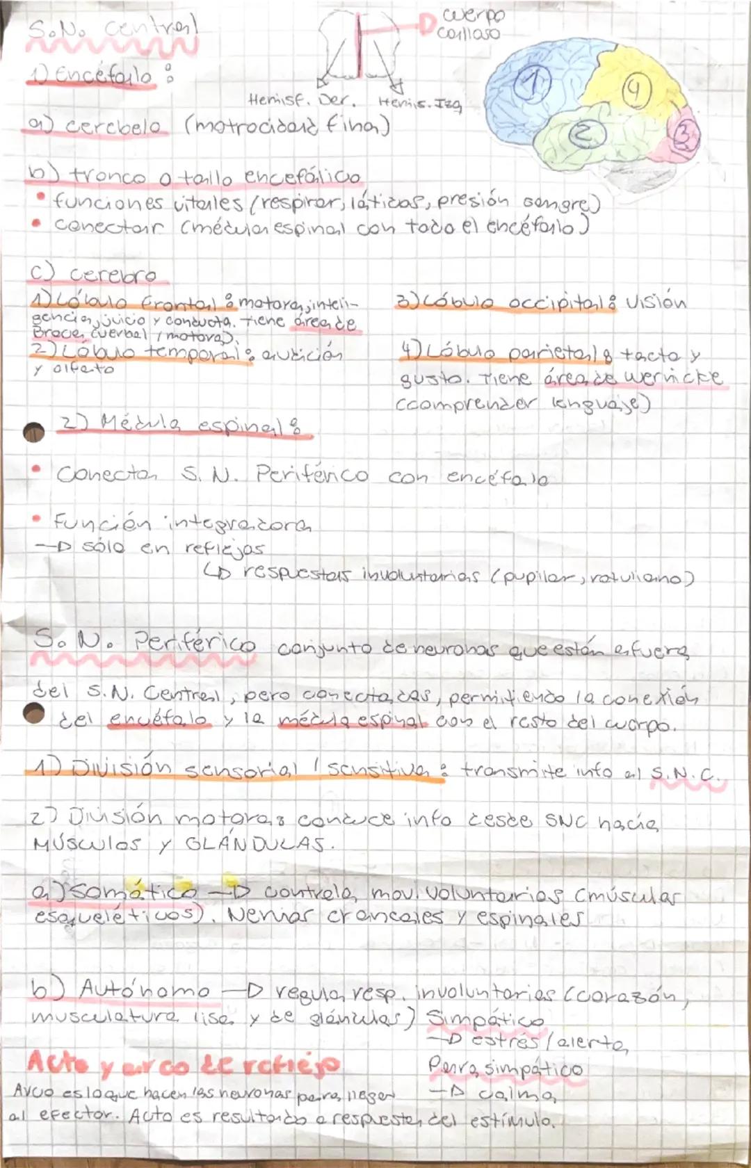 # Prueba Biología 09/10/125

# 1) Sistema nervioso vs endocrino

| Característica | Sistema Nervioso | Sistema endocrino | 
|---|---|---|
| 