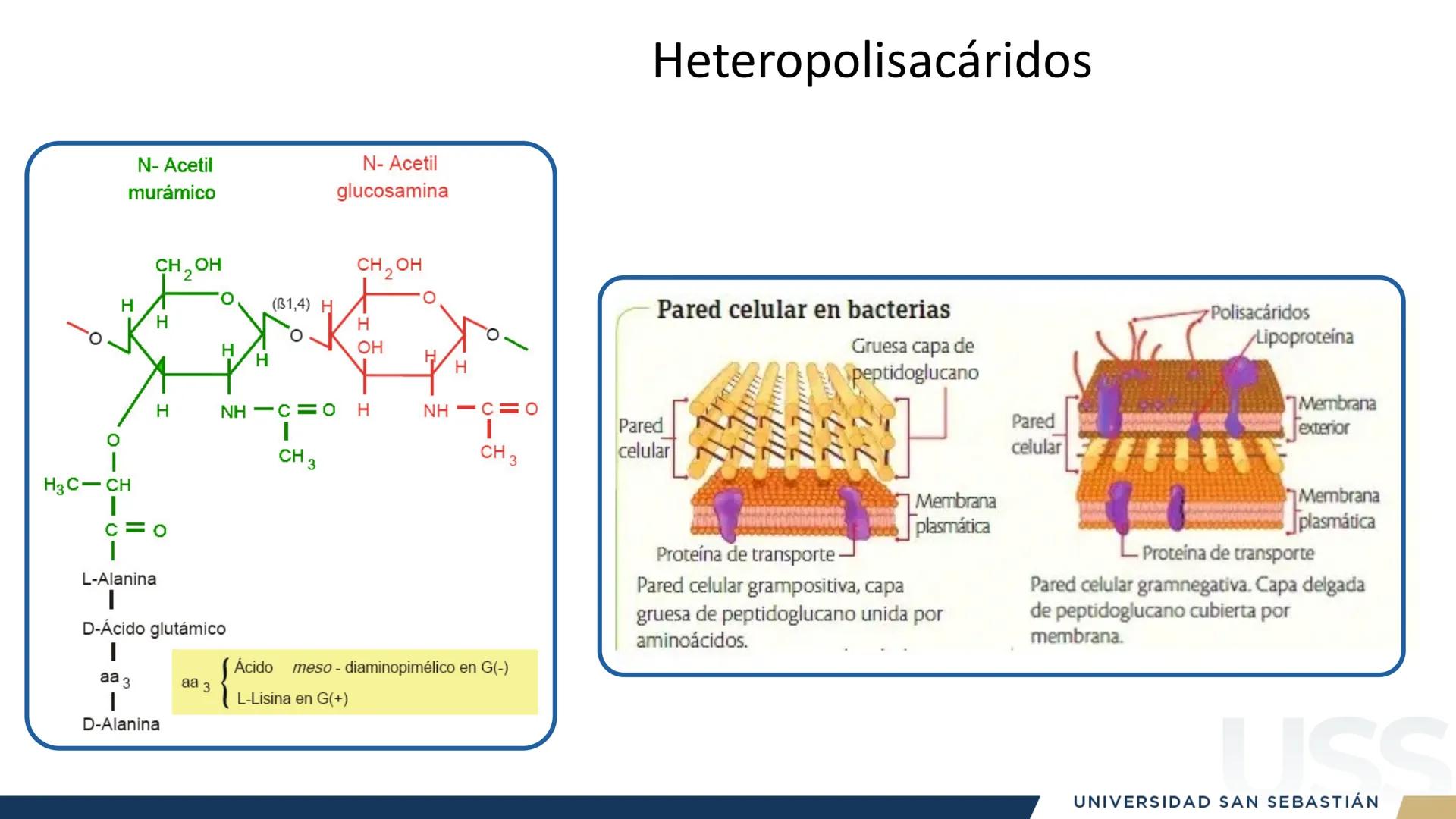 RAZON
VERDAD

+++
1989
UNIVERSIDAD
SAN SEBASTIAN
Ilumina el futuro

DBIO1092:
BIOQUÍMICA GENERAL
TEÓRICO RAZON
VERDAD
+++
1989
UNIVERSIDAD
S
