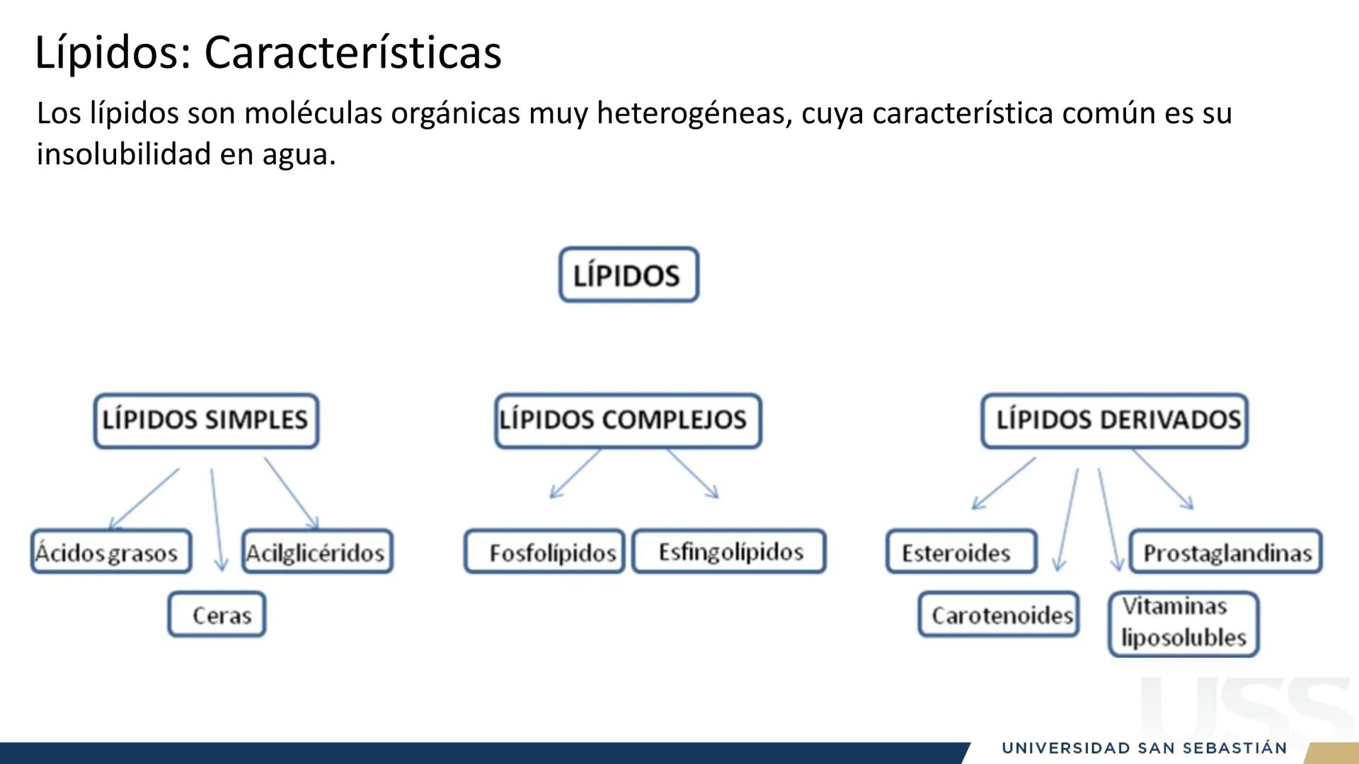 RAZON
VERDAD

+++
1989
UNIVERSIDAD
SAN SEBASTIAN
Ilumina el futuro

DBIO1092:
BIOQUÍMICA GENERAL
TEÓRICO RAZON
VERDAD
+++
1989
UNIVERSIDAD
S