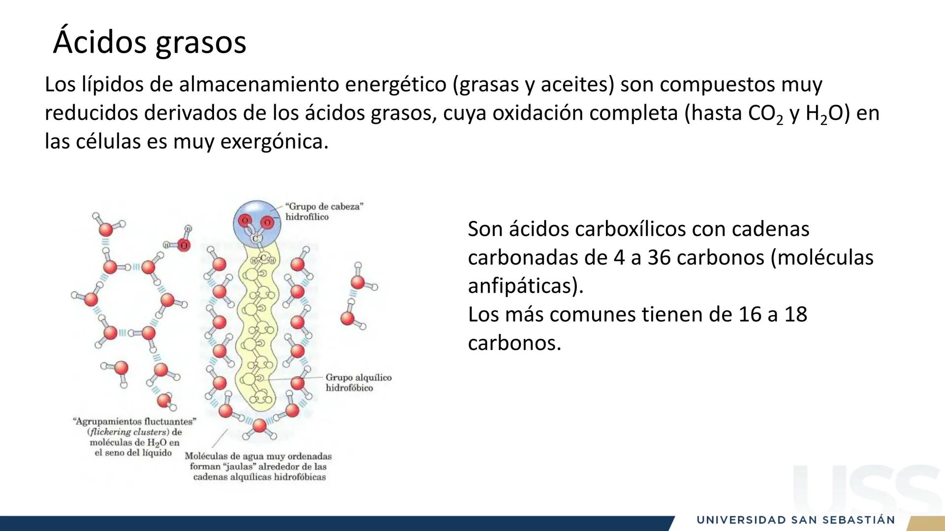 RAZON
VERDAD

+++
1989
UNIVERSIDAD
SAN SEBASTIAN
Ilumina el futuro

DBIO1092:
BIOQUÍMICA GENERAL
TEÓRICO RAZON
VERDAD
+++
1989
UNIVERSIDAD
S