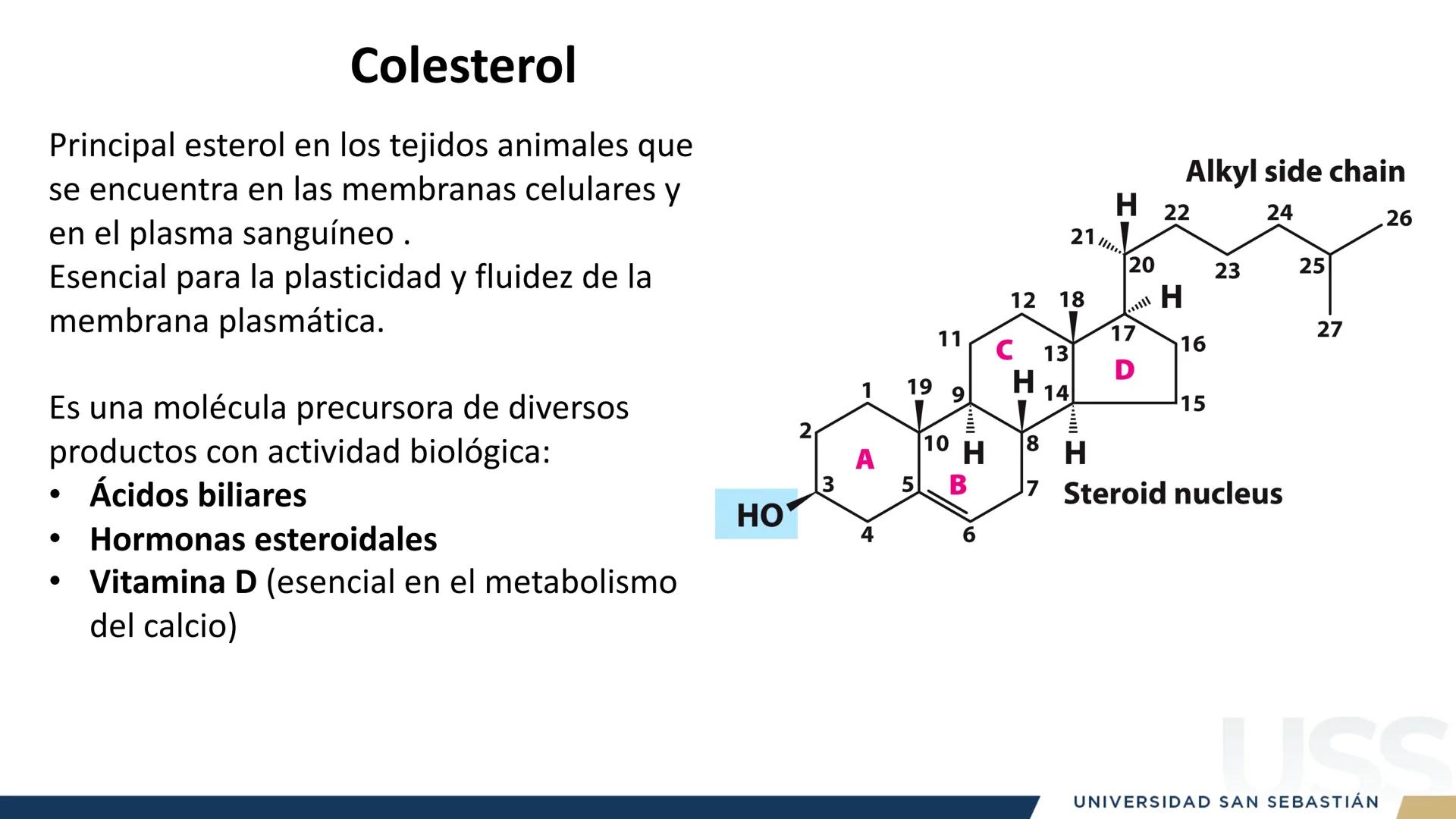 RAZON
VERDAD

+++
1989
UNIVERSIDAD
SAN SEBASTIAN
Ilumina el futuro

DBIO1092:
BIOQUÍMICA GENERAL
TEÓRICO RAZON
VERDAD
+++
1989
UNIVERSIDAD
S