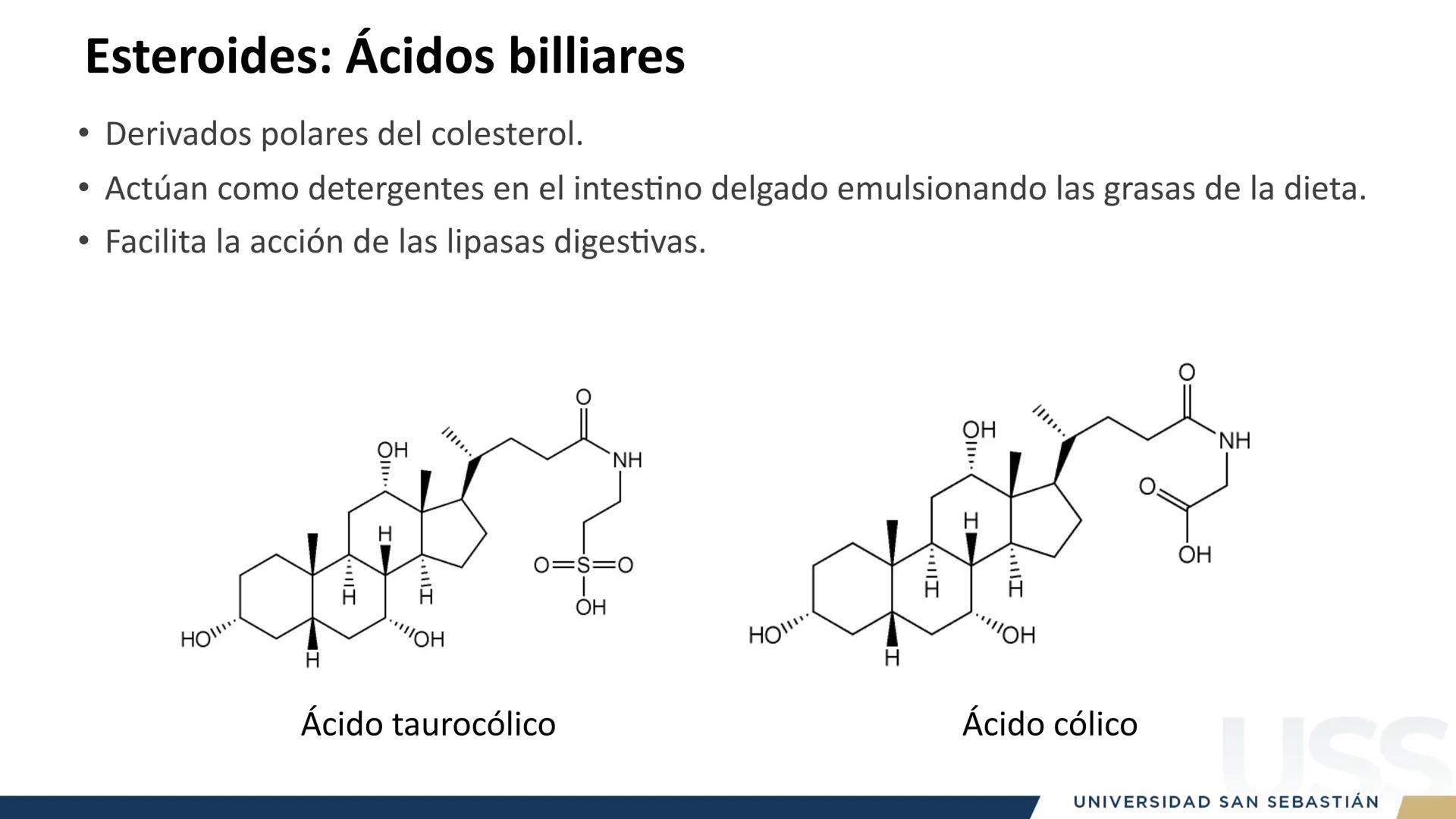 RAZON
VERDAD

+++
1989
UNIVERSIDAD
SAN SEBASTIAN
Ilumina el futuro

DBIO1092:
BIOQUÍMICA GENERAL
TEÓRICO RAZON
VERDAD
+++
1989
UNIVERSIDAD
S