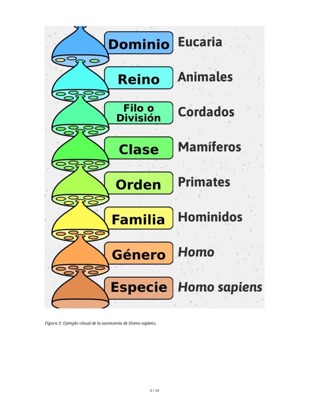 Organismos en los Ecosistemas
1. Niveles de Organización Biológica
Los seres vivos se organizan en diferentes niveles jerárquicos, desde lo 