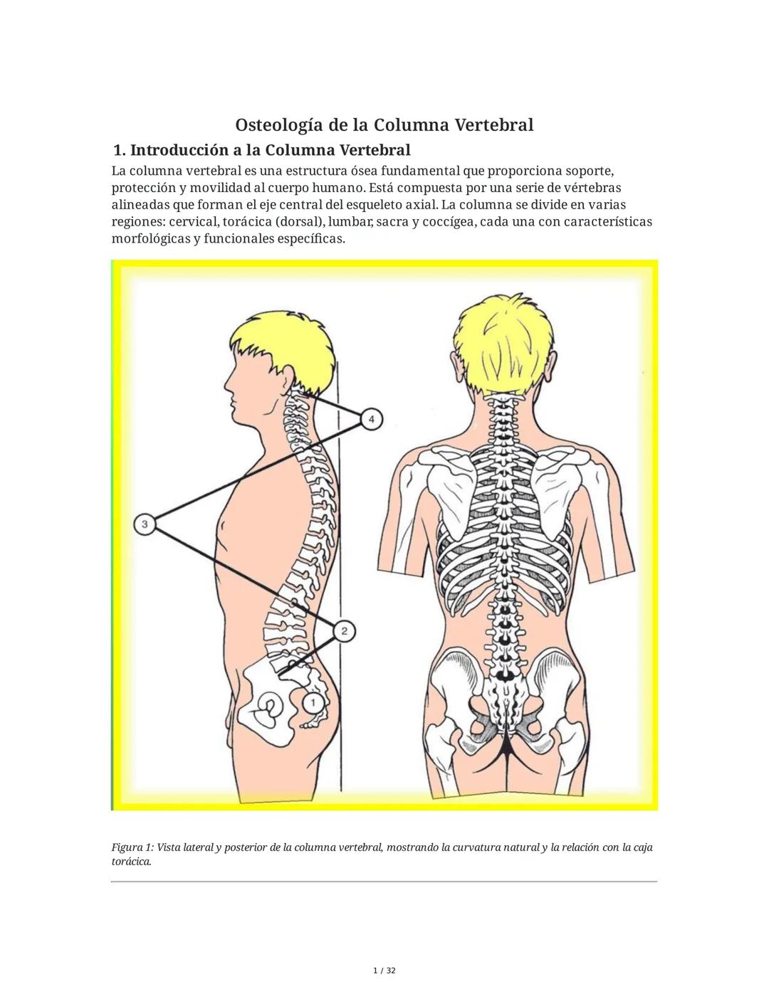 Osteología de la Columna Vertebral
1. Introducción a la Columna Vertebral
La columna vertebral es una estructura ósea fundamental que propor