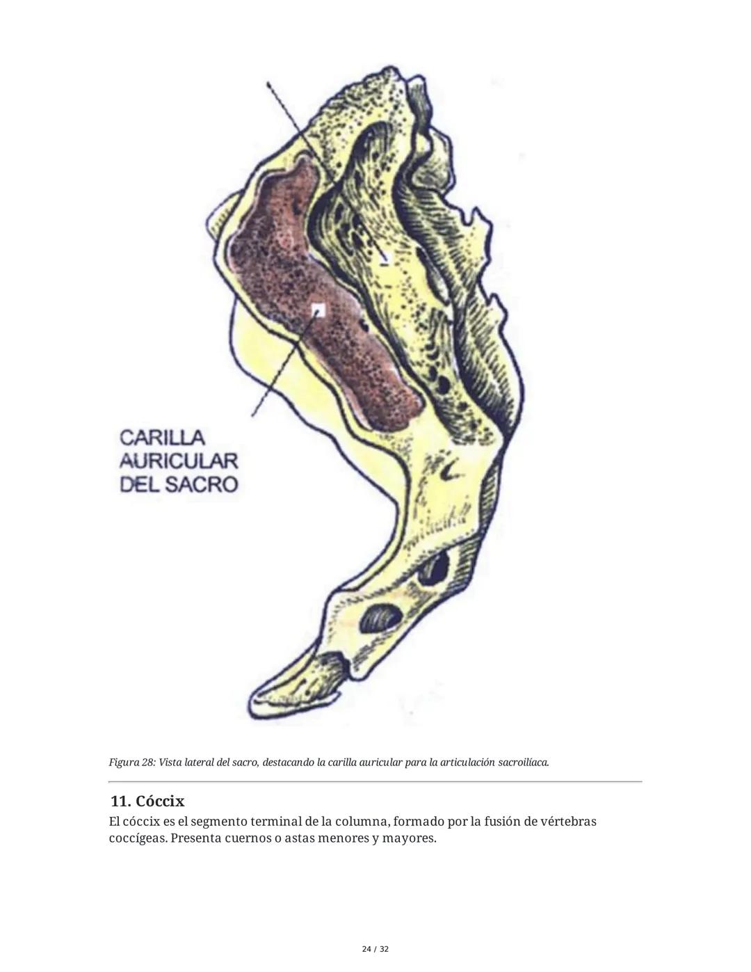 Osteología de la Columna Vertebral
1. Introducción a la Columna Vertebral
La columna vertebral es una estructura ósea fundamental que propor
