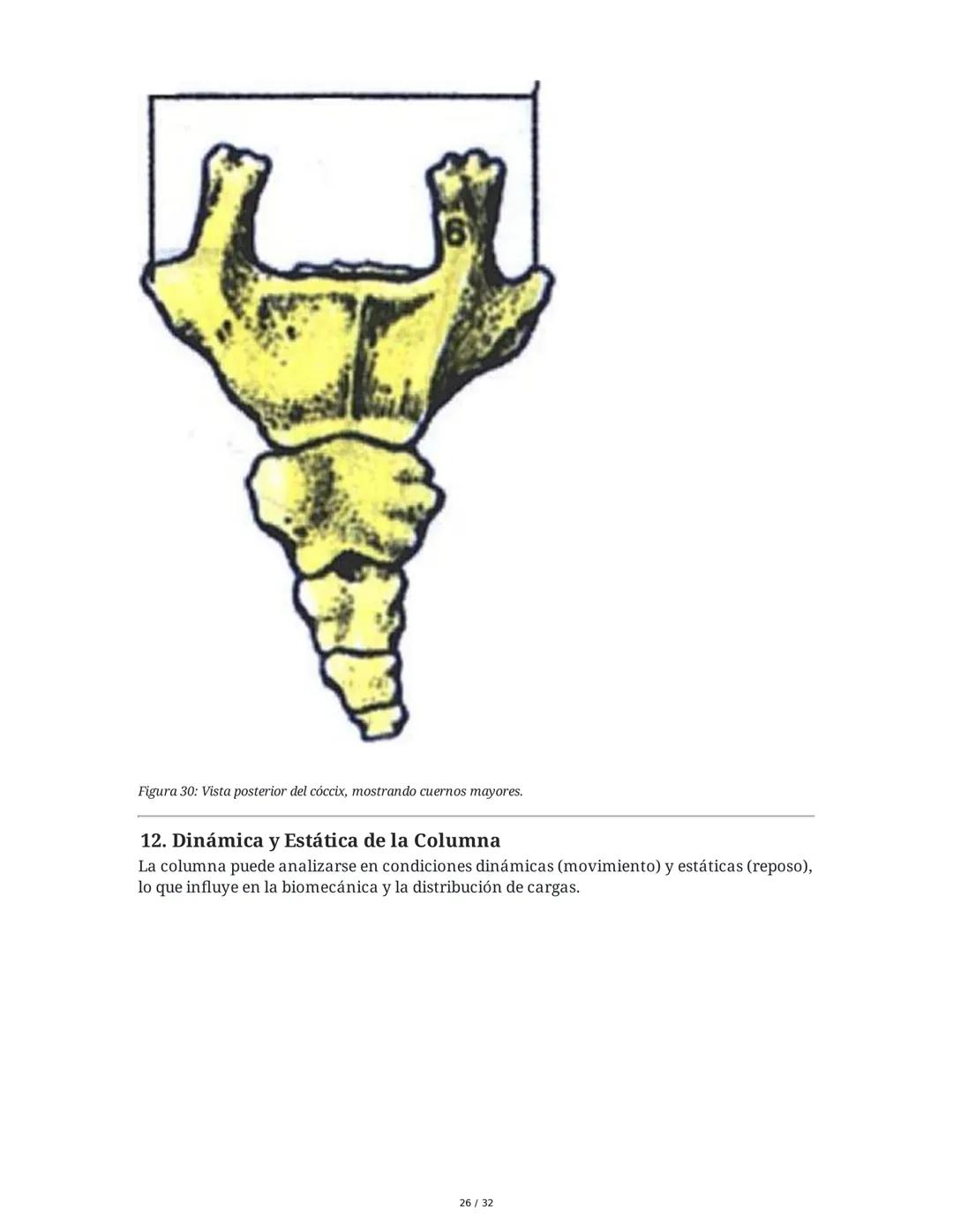 Osteología de la Columna Vertebral
1. Introducción a la Columna Vertebral
La columna vertebral es una estructura ósea fundamental que propor
