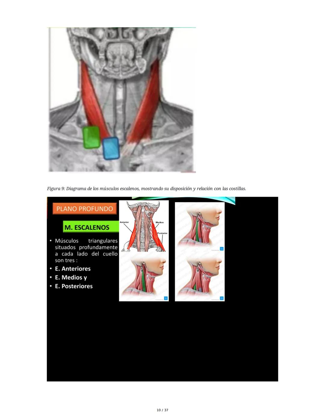 1. Introducción General
Músculos del Cuello
El cuello es la porción intermedia entre la cabeza y el tórax, y su función principal es
permiti