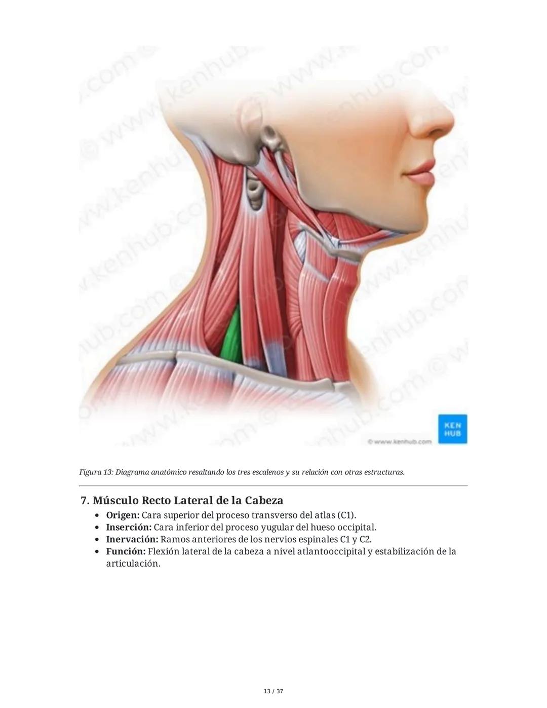 1. Introducción General
Músculos del Cuello
El cuello es la porción intermedia entre la cabeza y el tórax, y su función principal es
permiti
