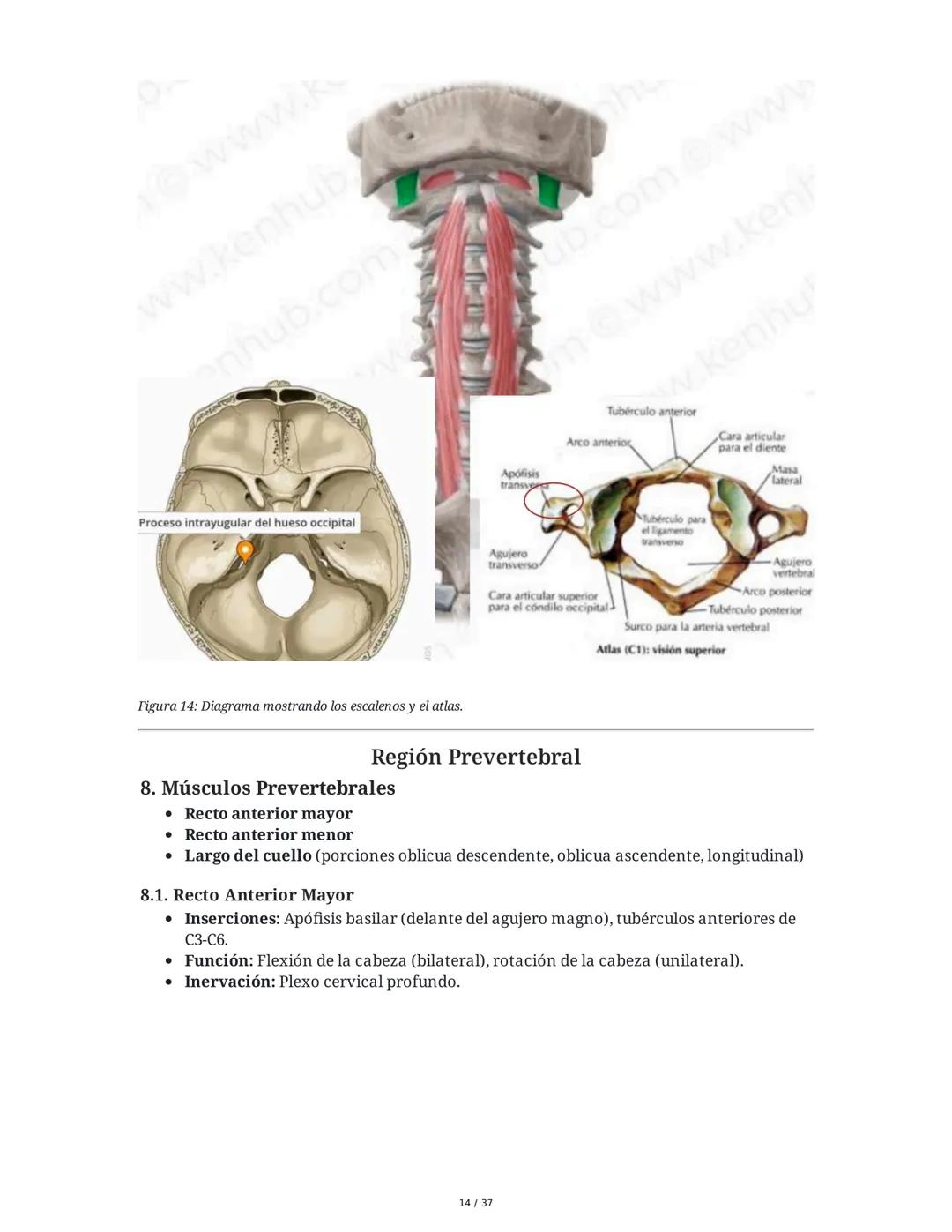 1. Introducción General
Músculos del Cuello
El cuello es la porción intermedia entre la cabeza y el tórax, y su función principal es
permiti