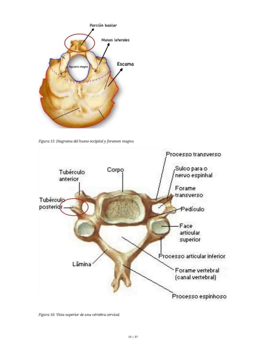 1. Introducción General
Músculos del Cuello
El cuello es la porción intermedia entre la cabeza y el tórax, y su función principal es
permiti