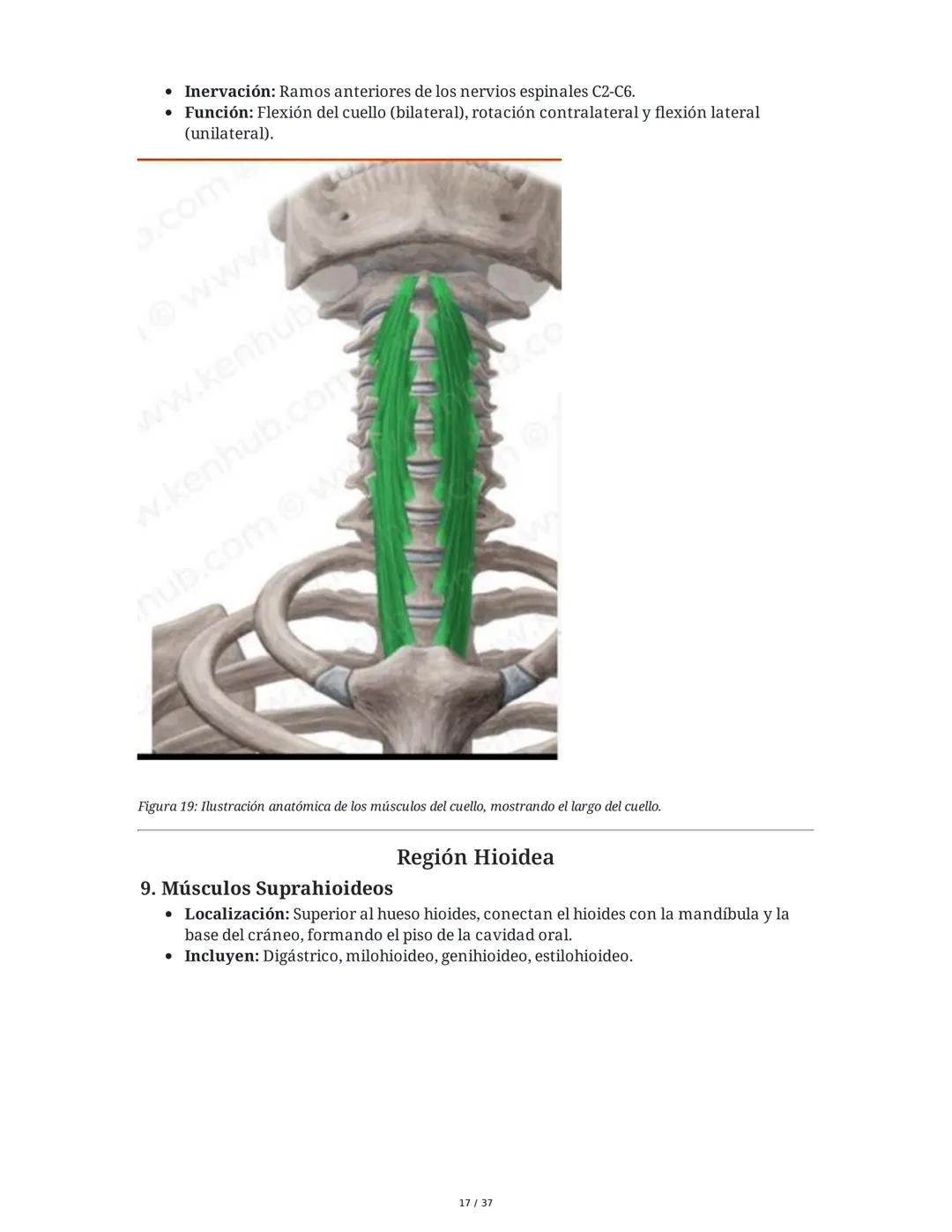 1. Introducción General
Músculos del Cuello
El cuello es la porción intermedia entre la cabeza y el tórax, y su función principal es
permiti