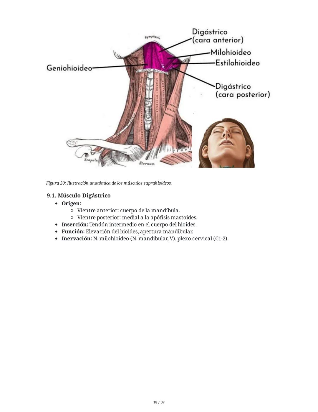 1. Introducción General
Músculos del Cuello
El cuello es la porción intermedia entre la cabeza y el tórax, y su función principal es
permiti