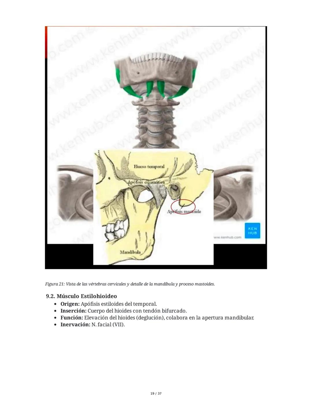1. Introducción General
Músculos del Cuello
El cuello es la porción intermedia entre la cabeza y el tórax, y su función principal es
permiti