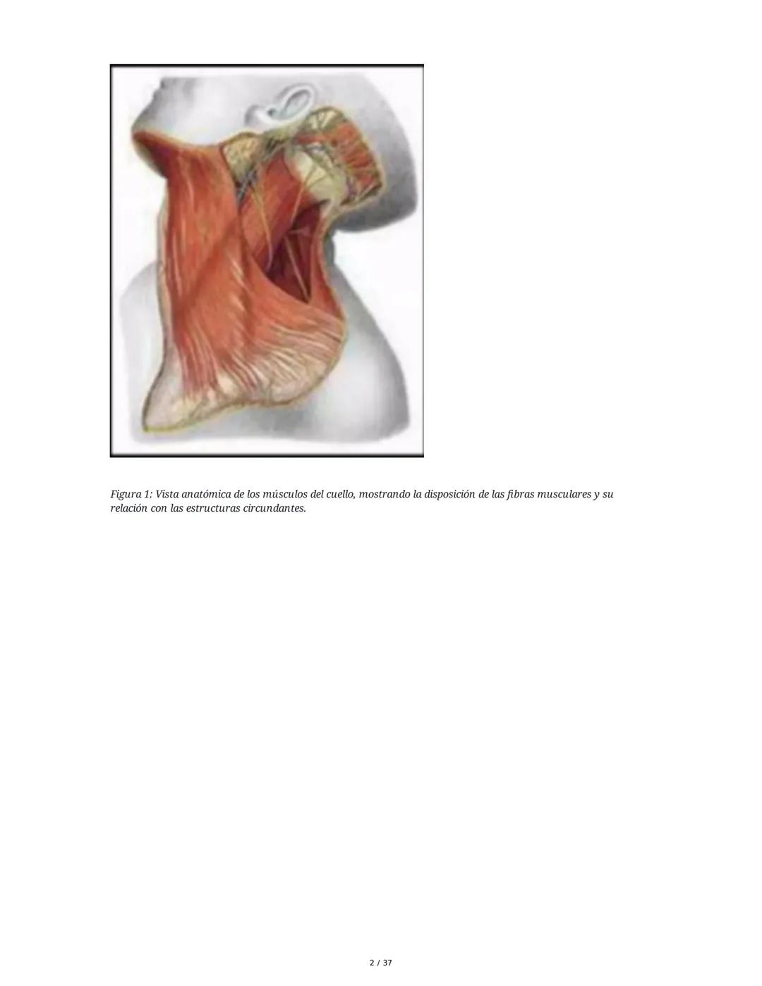 1. Introducción General
Músculos del Cuello
El cuello es la porción intermedia entre la cabeza y el tórax, y su función principal es
permiti
