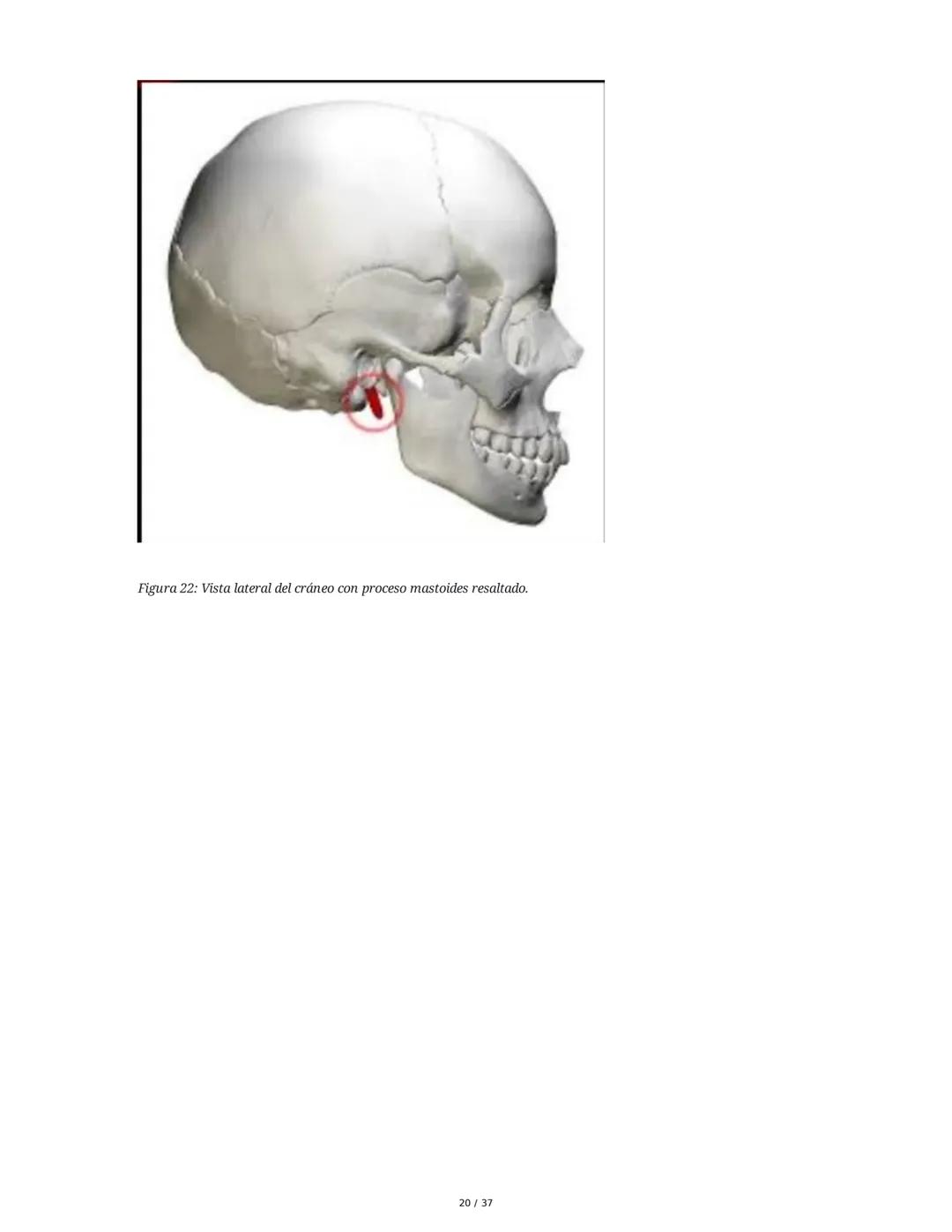 1. Introducción General
Músculos del Cuello
El cuello es la porción intermedia entre la cabeza y el tórax, y su función principal es
permiti
