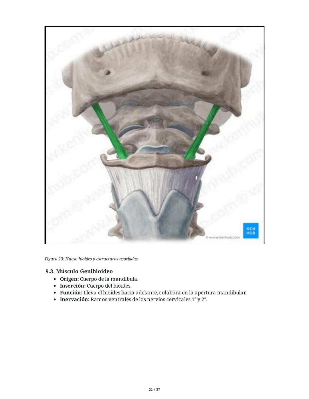 1. Introducción General
Músculos del Cuello
El cuello es la porción intermedia entre la cabeza y el tórax, y su función principal es
permiti