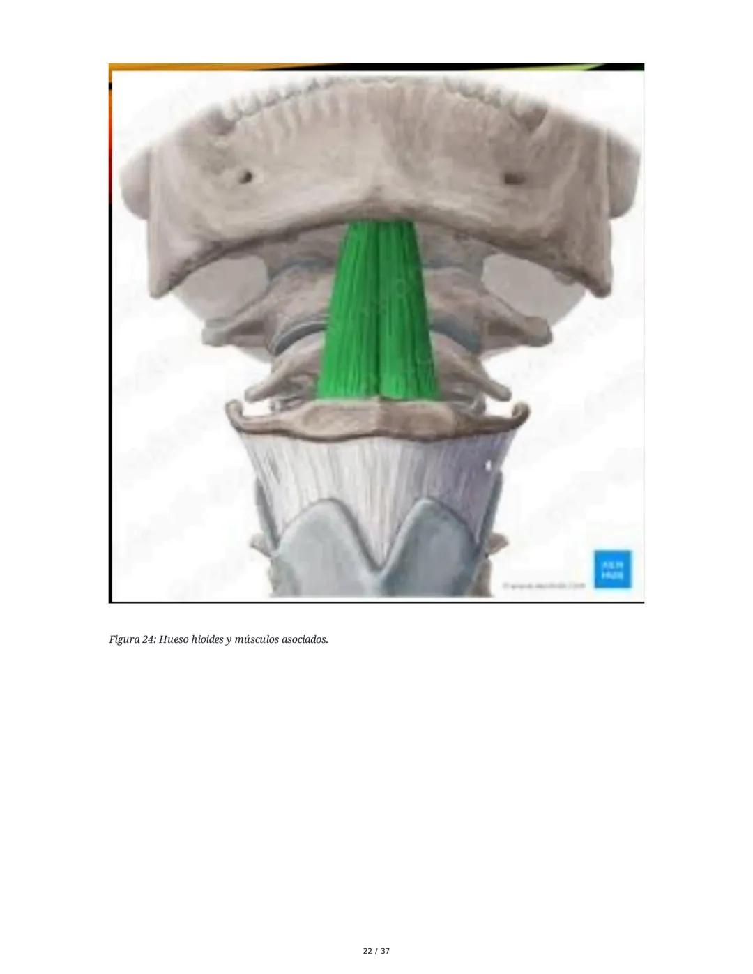 1. Introducción General
Músculos del Cuello
El cuello es la porción intermedia entre la cabeza y el tórax, y su función principal es
permiti