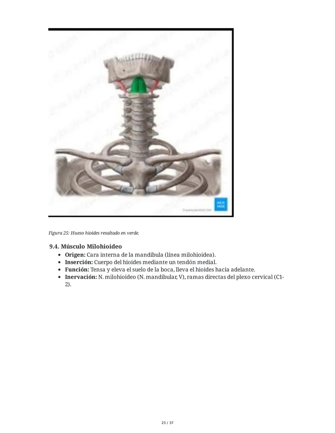 1. Introducción General
Músculos del Cuello
El cuello es la porción intermedia entre la cabeza y el tórax, y su función principal es
permiti