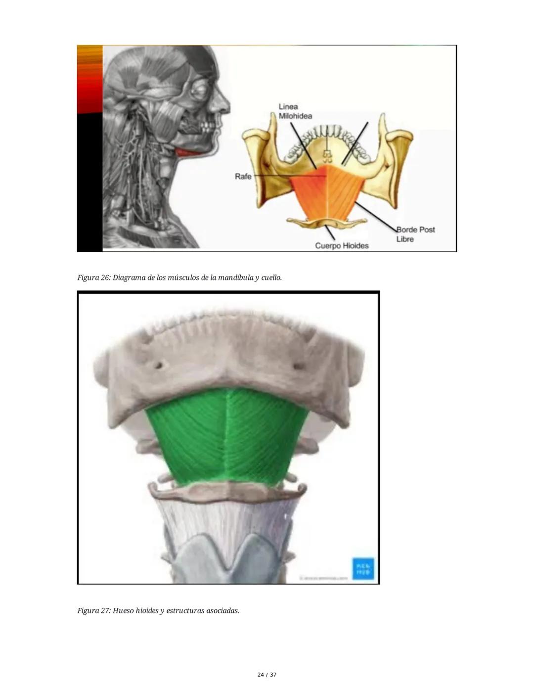 1. Introducción General
Músculos del Cuello
El cuello es la porción intermedia entre la cabeza y el tórax, y su función principal es
permiti