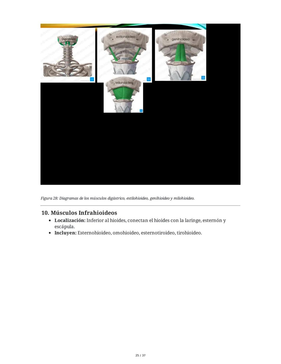 1. Introducción General
Músculos del Cuello
El cuello es la porción intermedia entre la cabeza y el tórax, y su función principal es
permiti