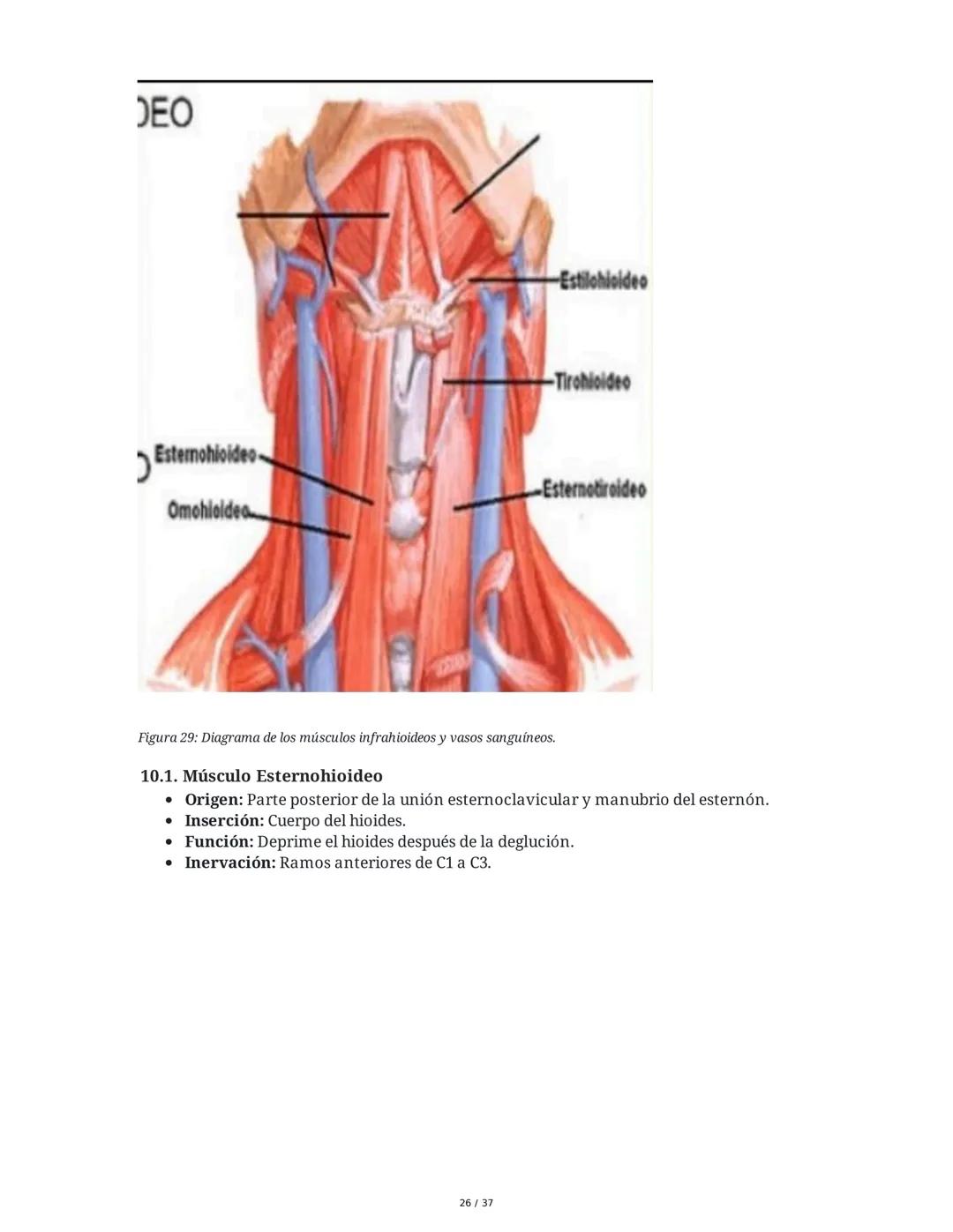 1. Introducción General
Músculos del Cuello
El cuello es la porción intermedia entre la cabeza y el tórax, y su función principal es
permiti