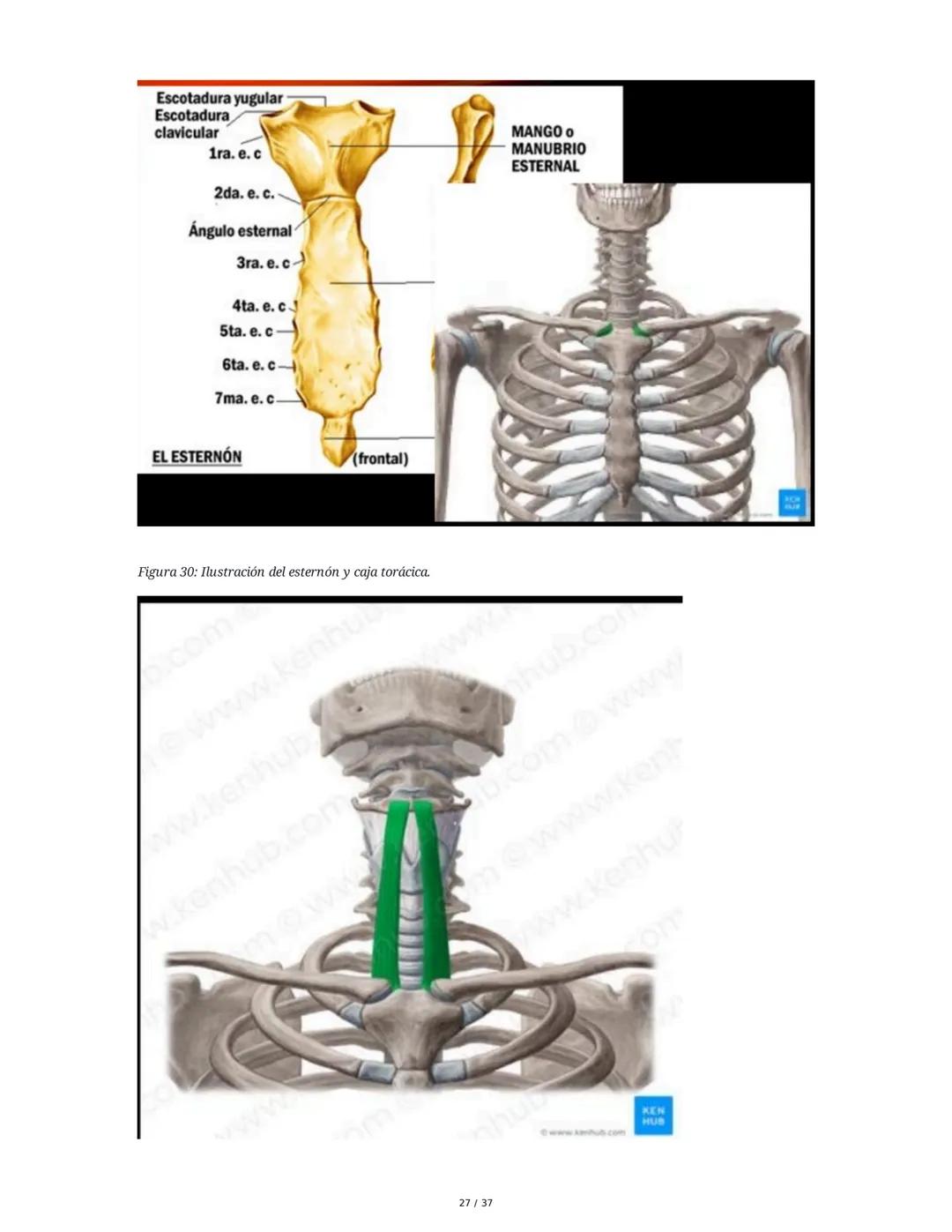 1. Introducción General
Músculos del Cuello
El cuello es la porción intermedia entre la cabeza y el tórax, y su función principal es
permiti